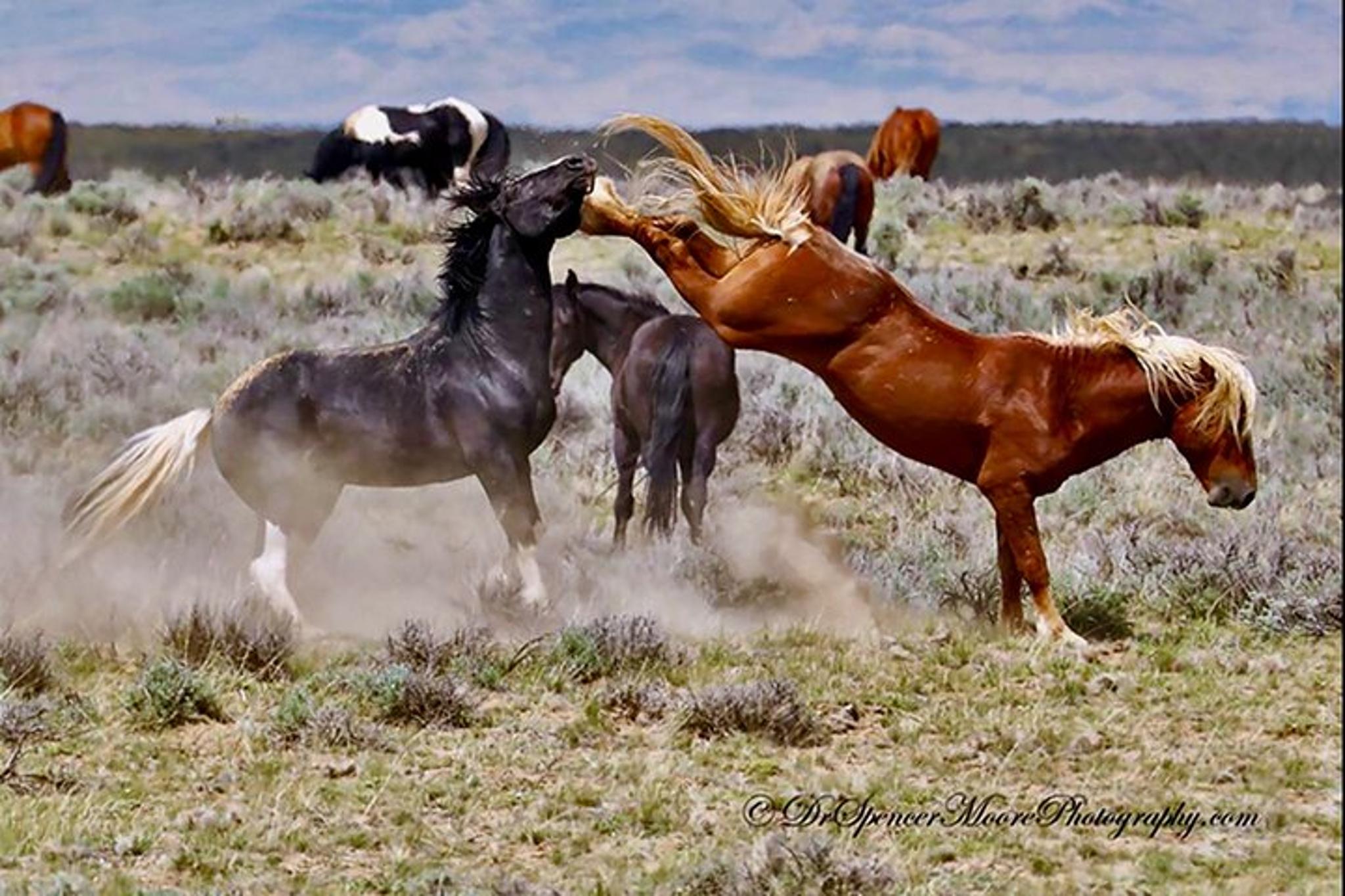 Cody Wild Mustang Bus Tour 3 hr