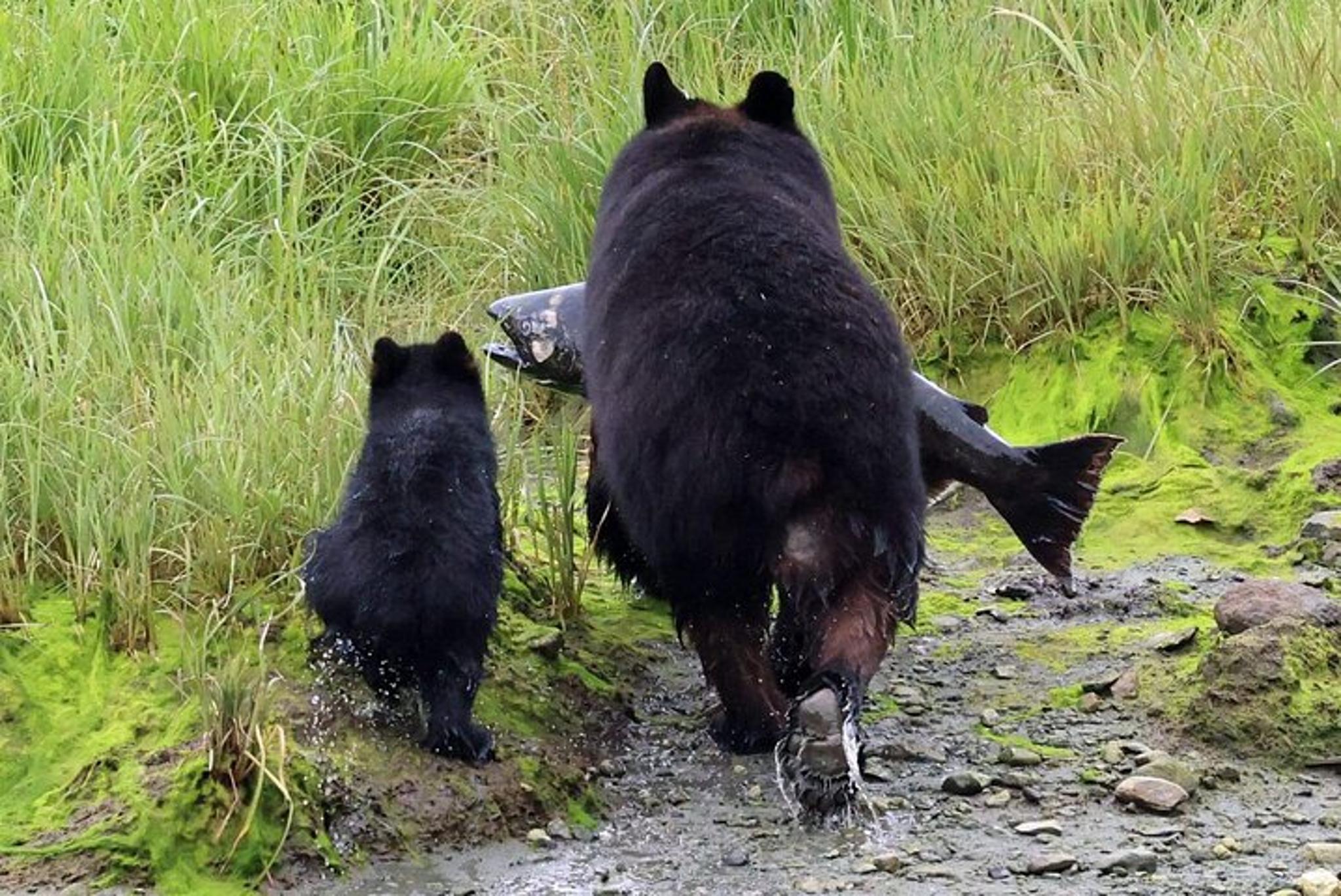 Ketchikan Private Custom Excursion - Image 2