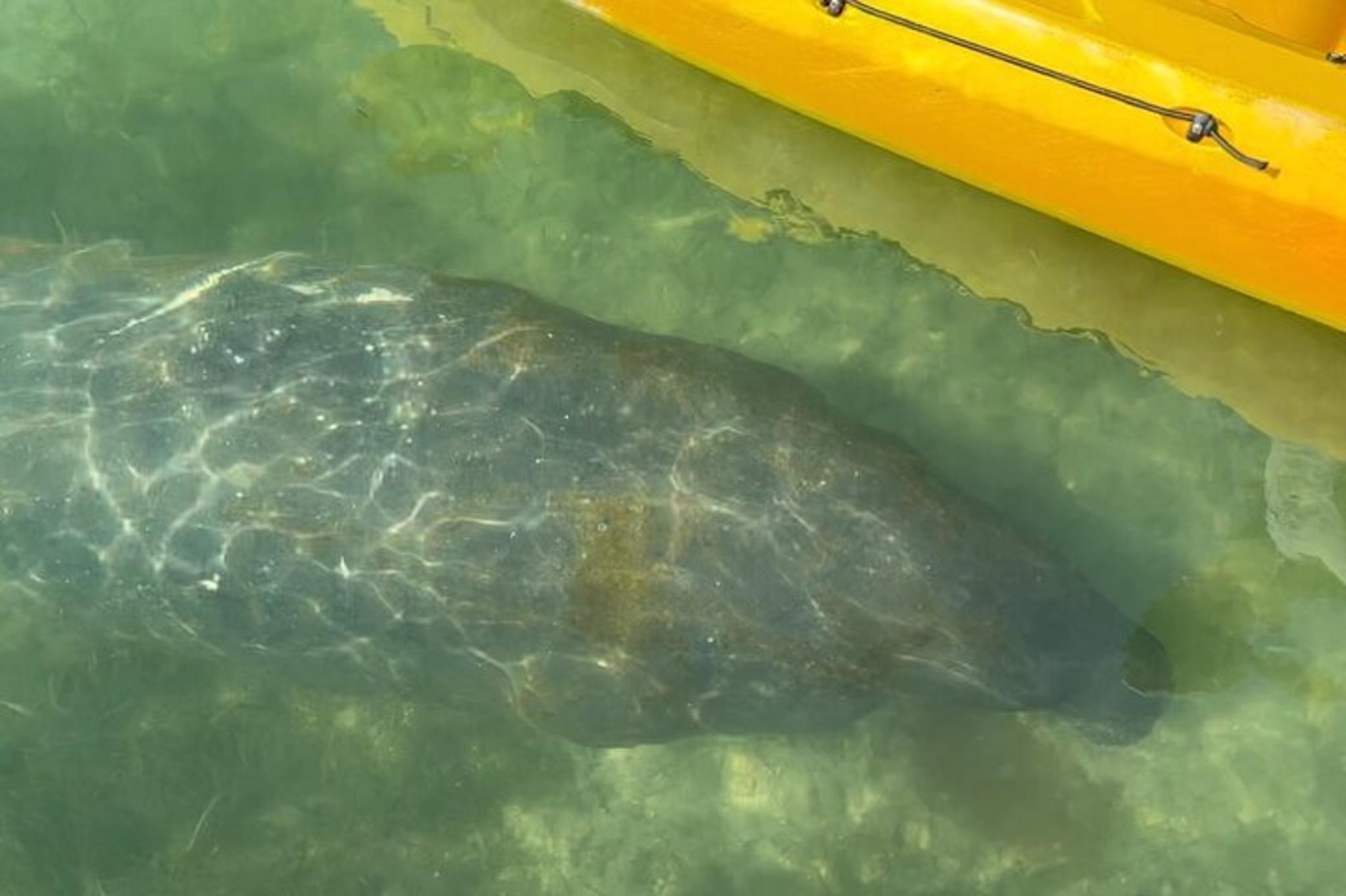 Anna Maria Island Manatee Kayak Tour 2 hr - Image 2