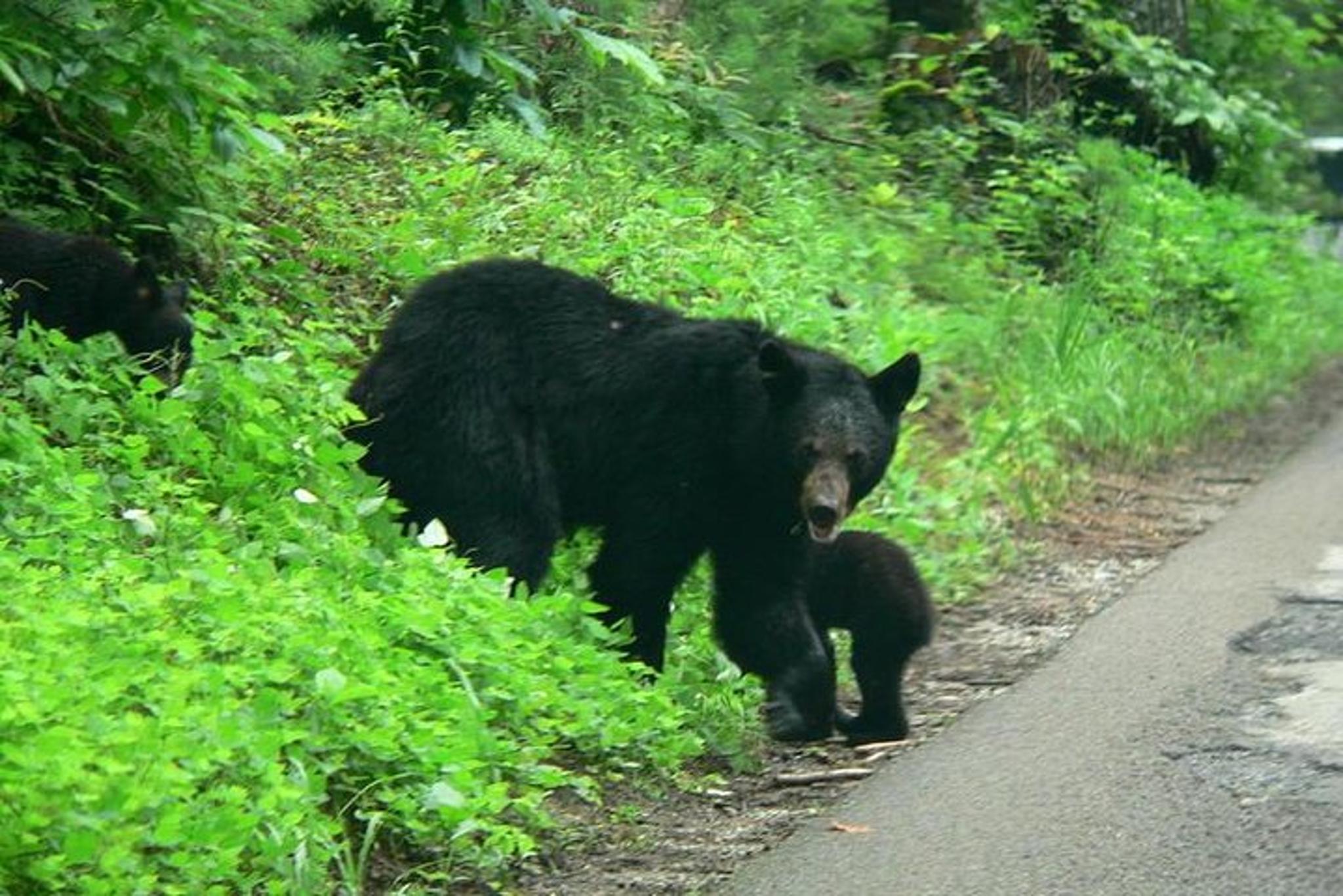 Pigeon Forge Cades Cove Sightseeing Bus Tour - Image 3