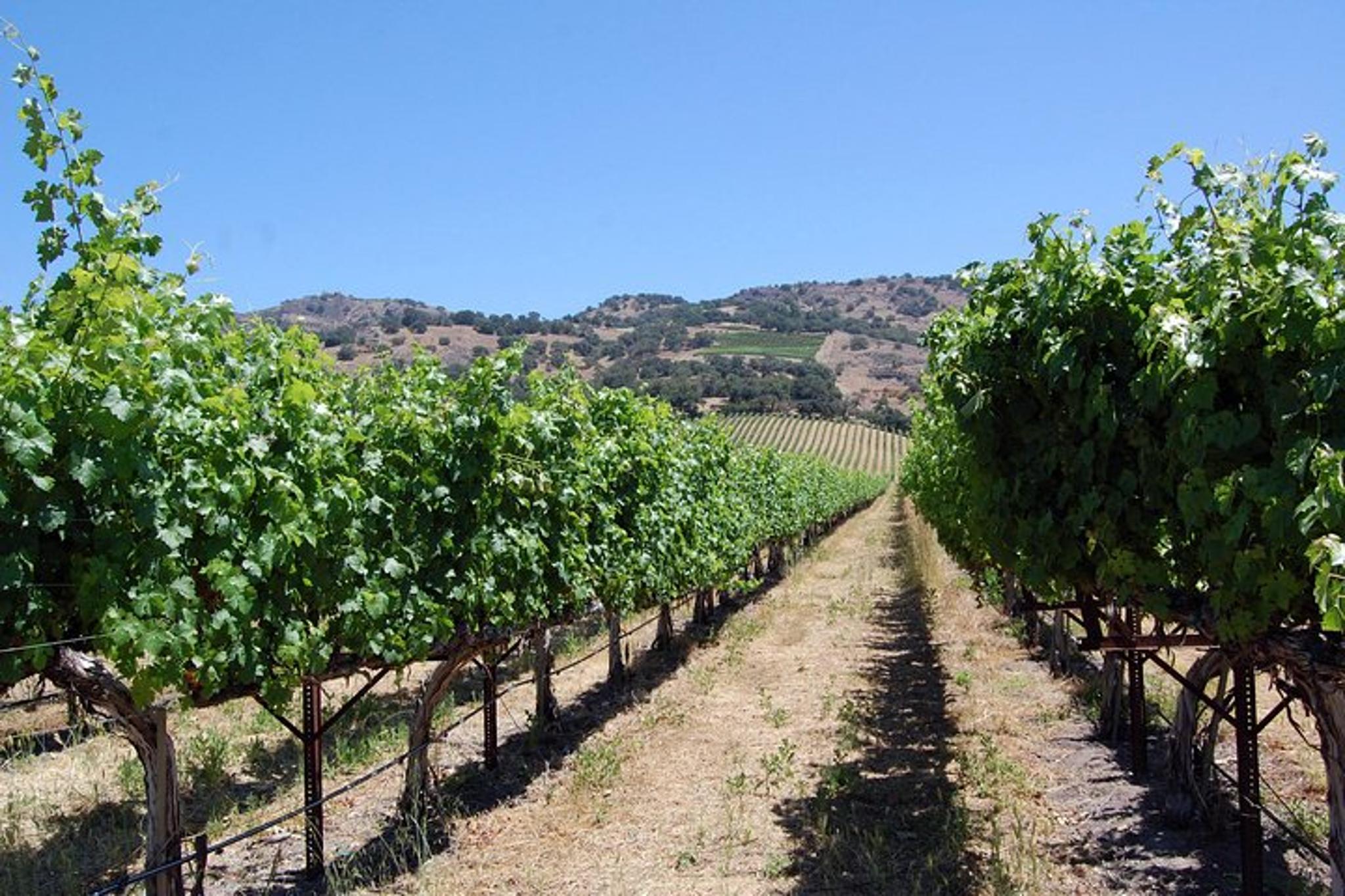 Napa Valley Winery Private Tour 8 hr - Image 2