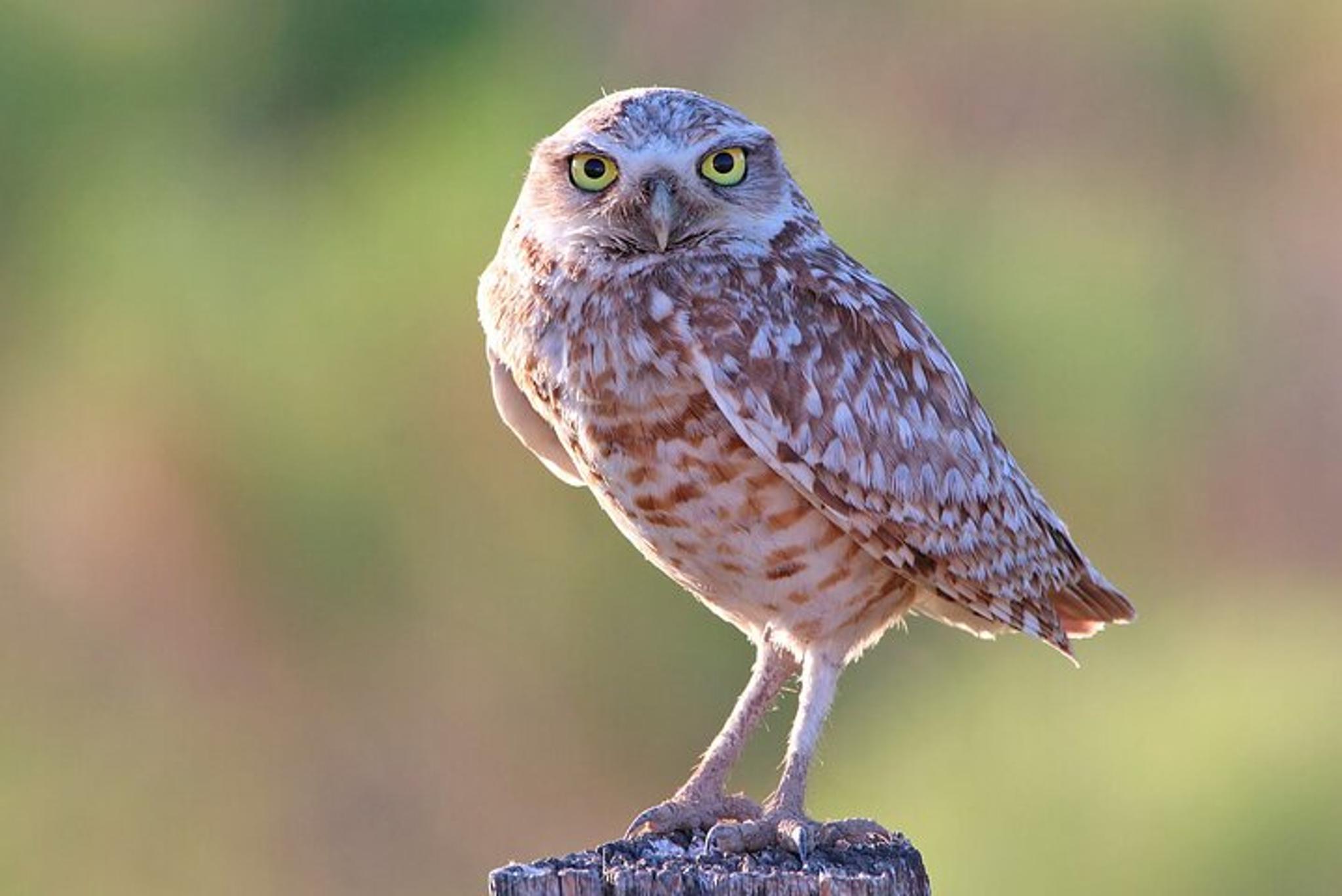 Salt Lake City Birding and Nature Tour - Image 1