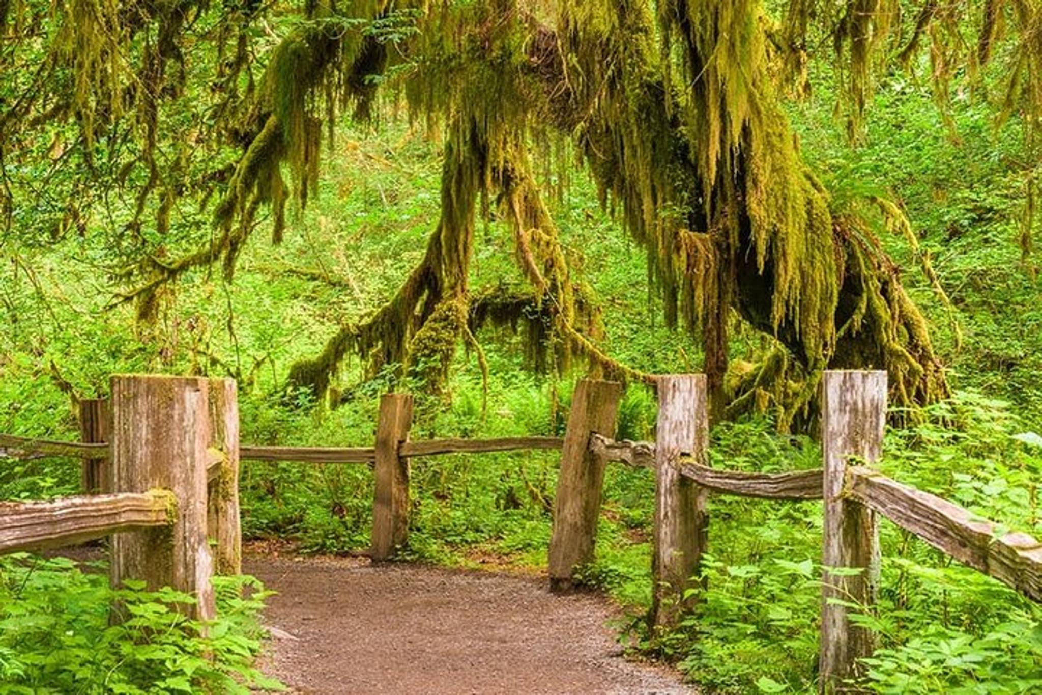Seattle Hoh Rain Forest and Rialto Beach Tour - Image 6