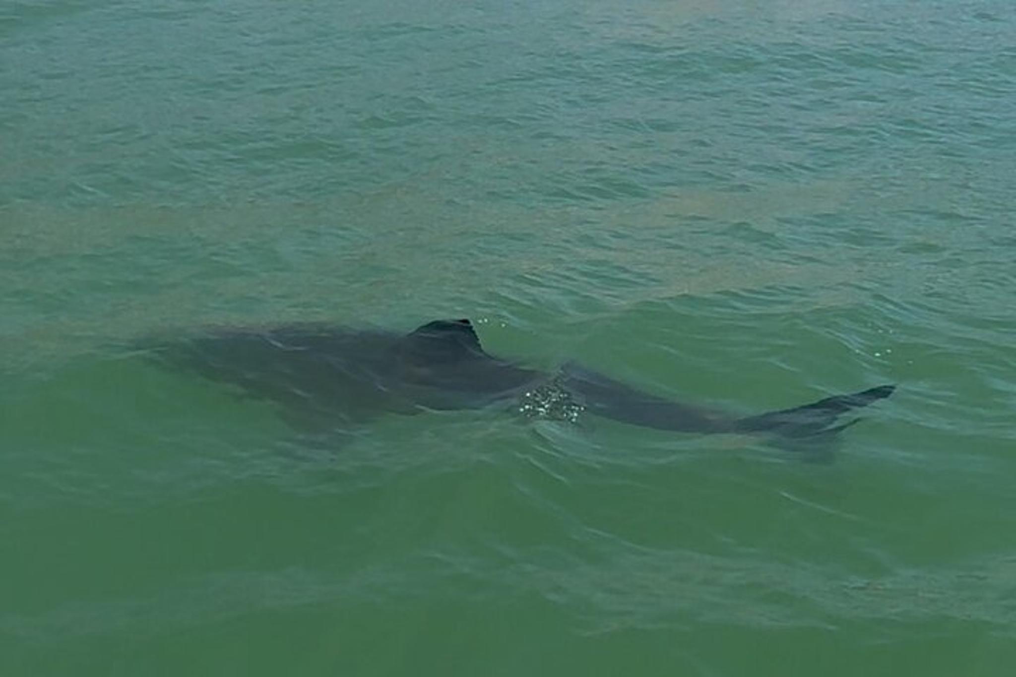 Monterey Bay Shark Watching Tour - Image 4
