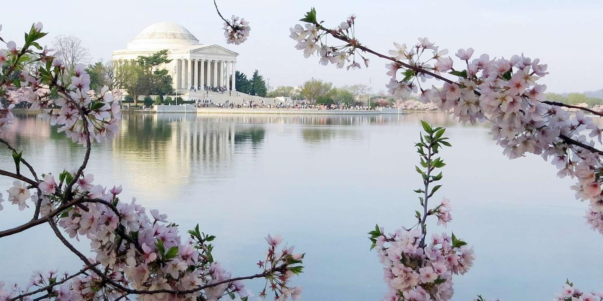 Washington DC Cherry Blossom Walking Tour - Image 6