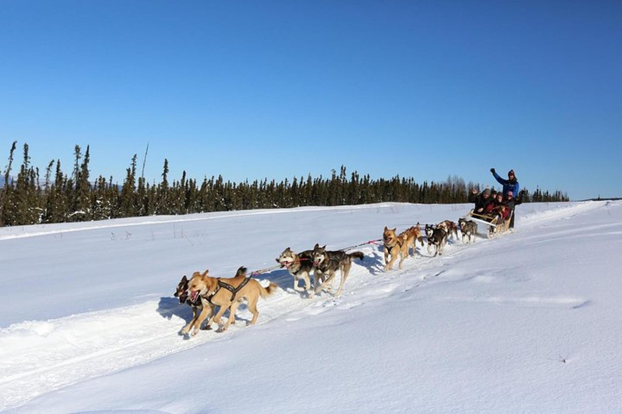 Fairbanks Dog Sledding Tour 1 hr - Image 3