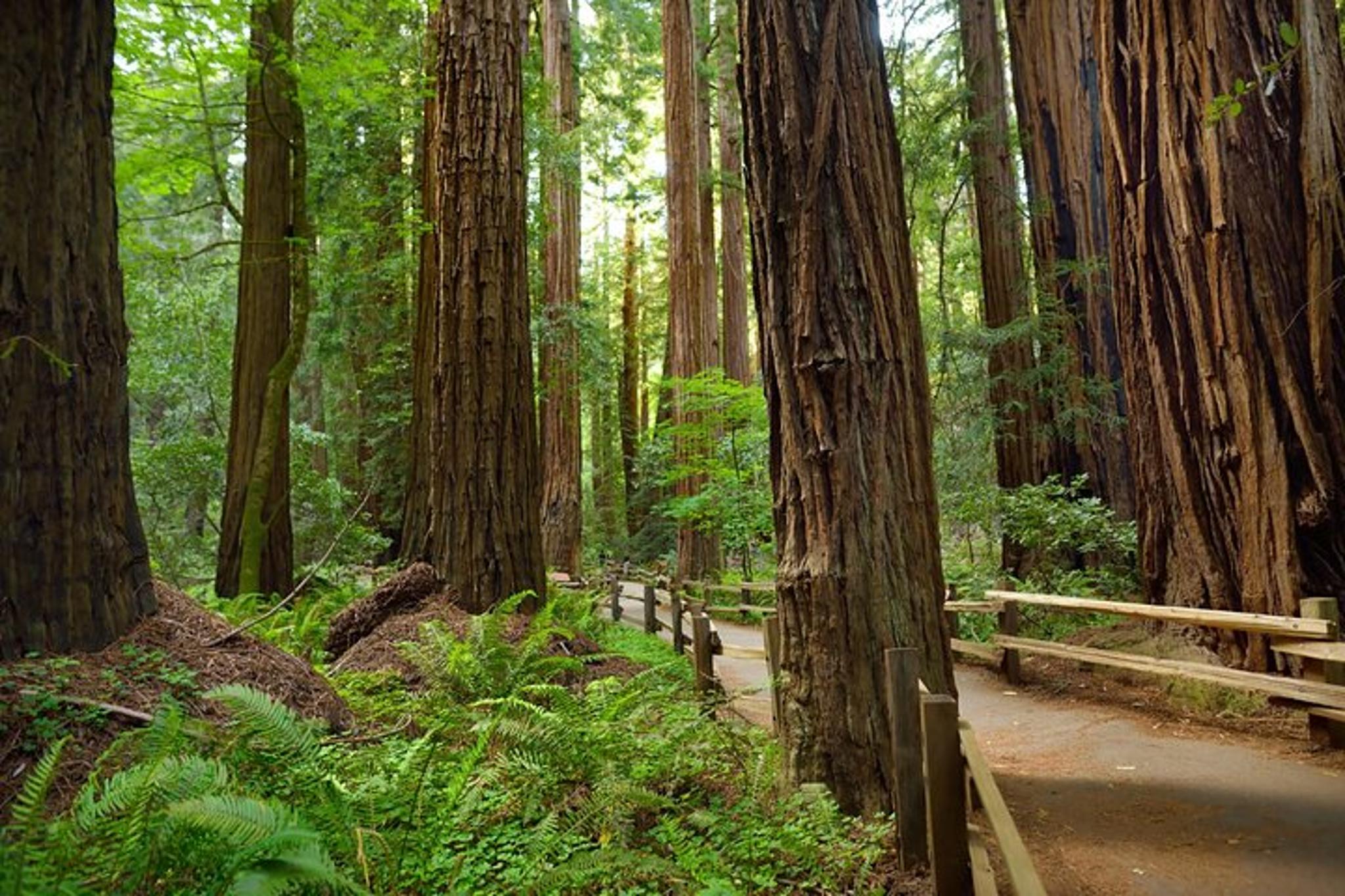 Muir Woods Self-Guided Audio Tour