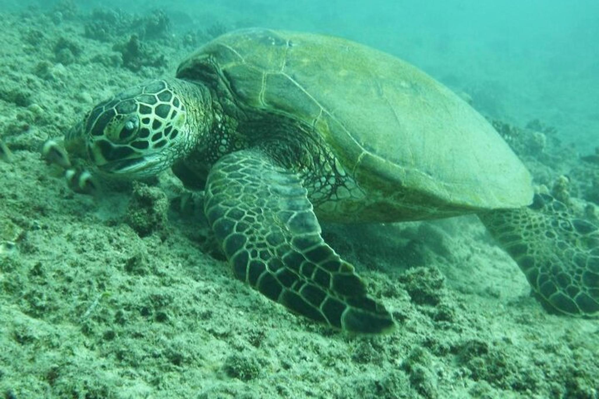 Maalaea Snorkel Cruise
