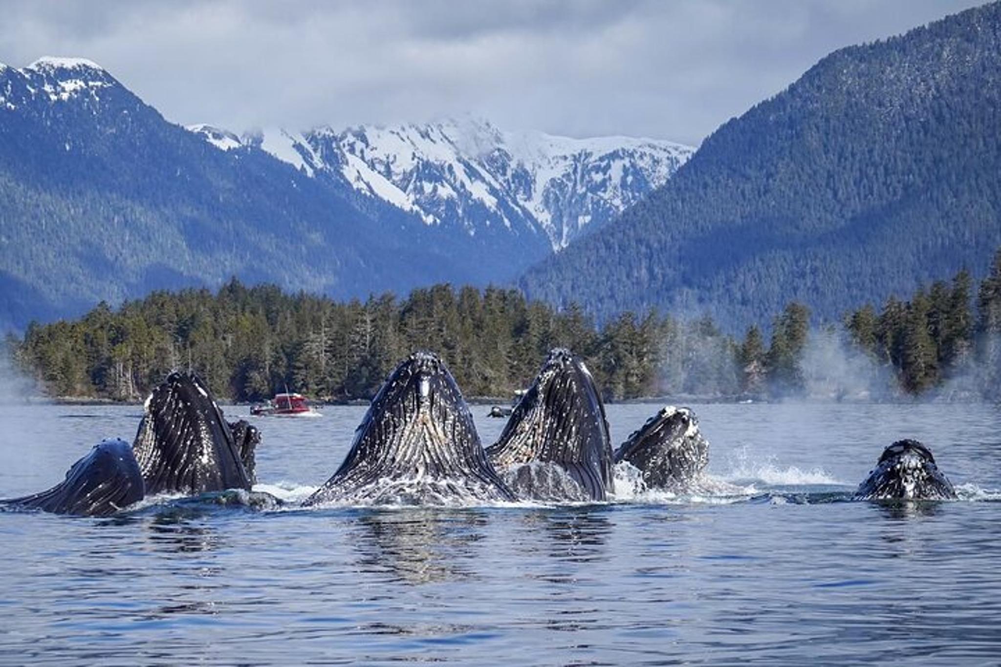 Sitka Whale Watching Wildlife Excursion - Image 3