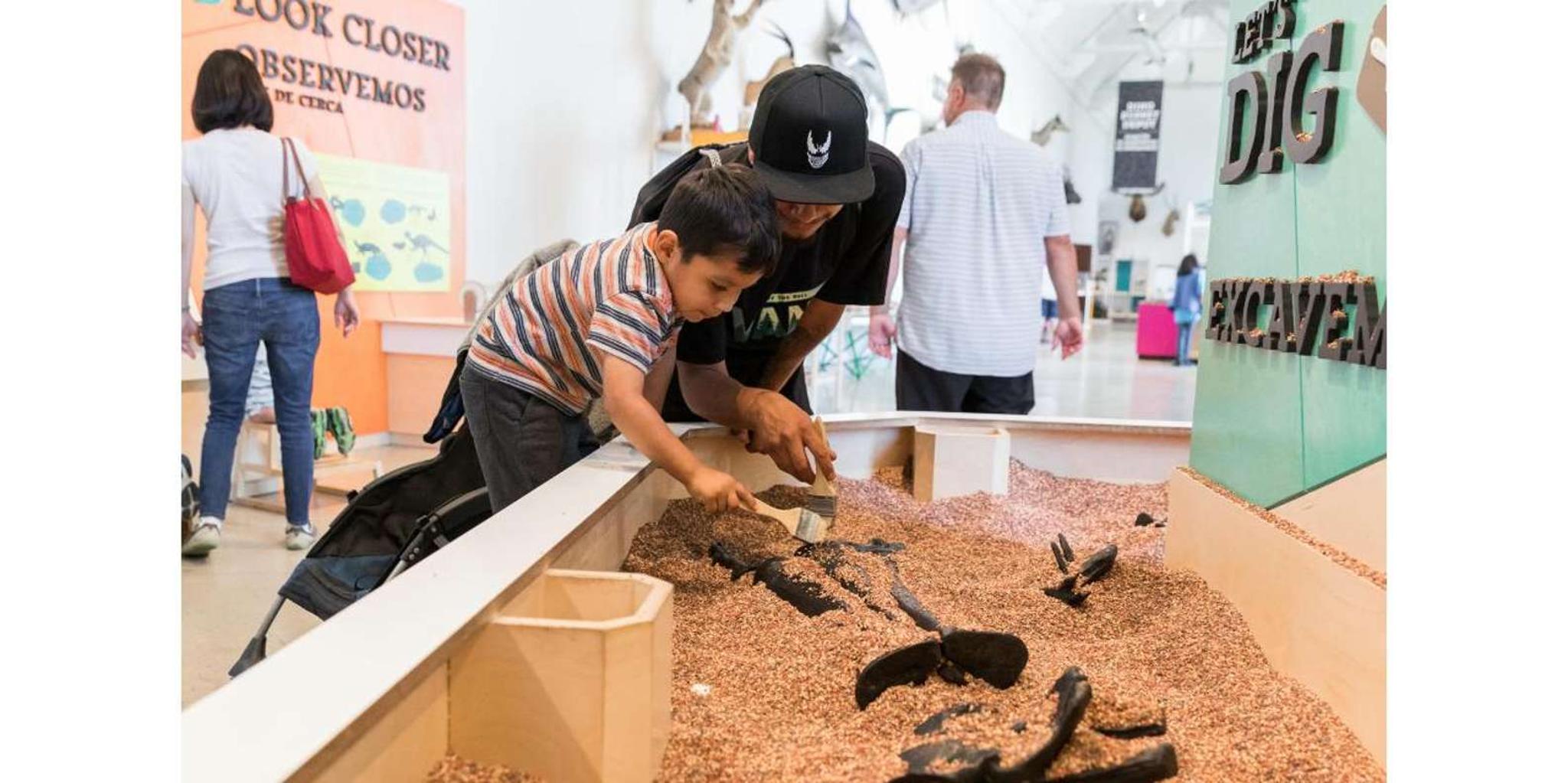 Los Angeles Natural History Museum Cat Exhibition - Image 3