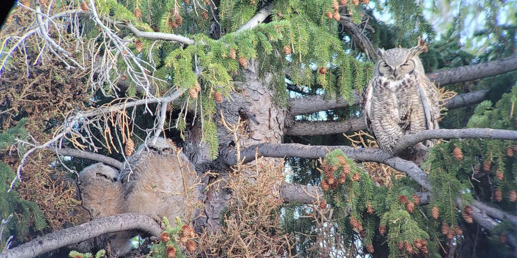 Yellowstone Wolf and Wildlife Watching Day Tour - Image 6