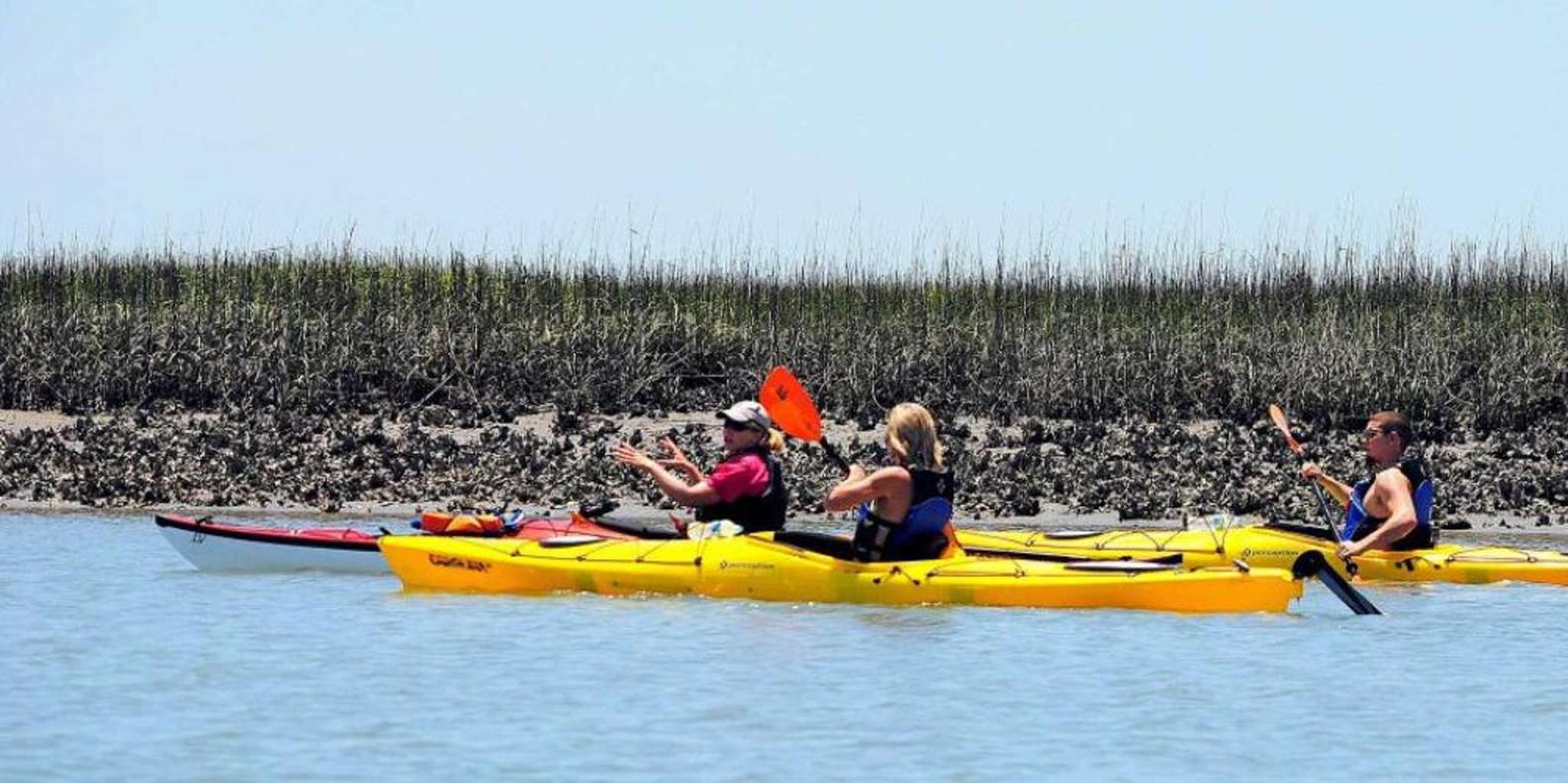 Charleston Kayak Eco Tour 2 hr - Image 4