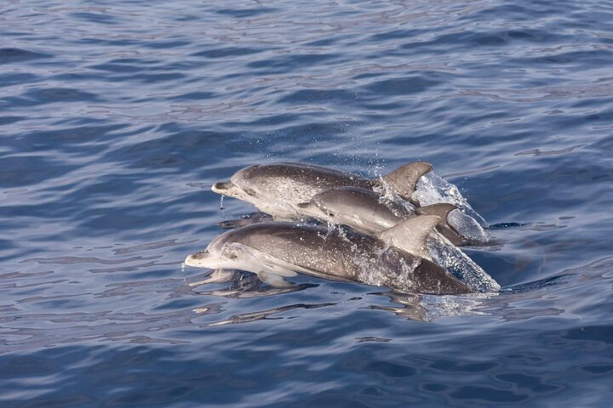 North Myrtle Beach Dolphin Tour 2 hr - Image 4