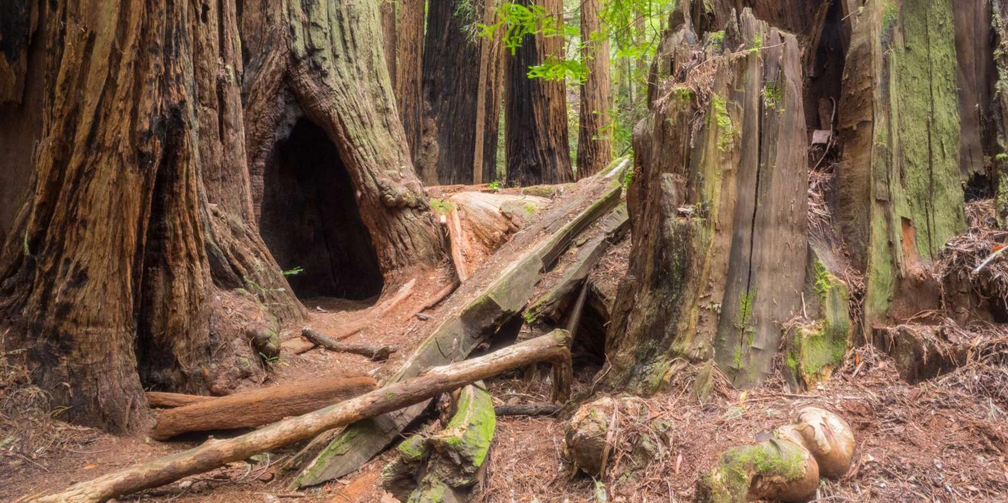 San Francisco Muir Woods and Sausalito Private Tour - Image 6