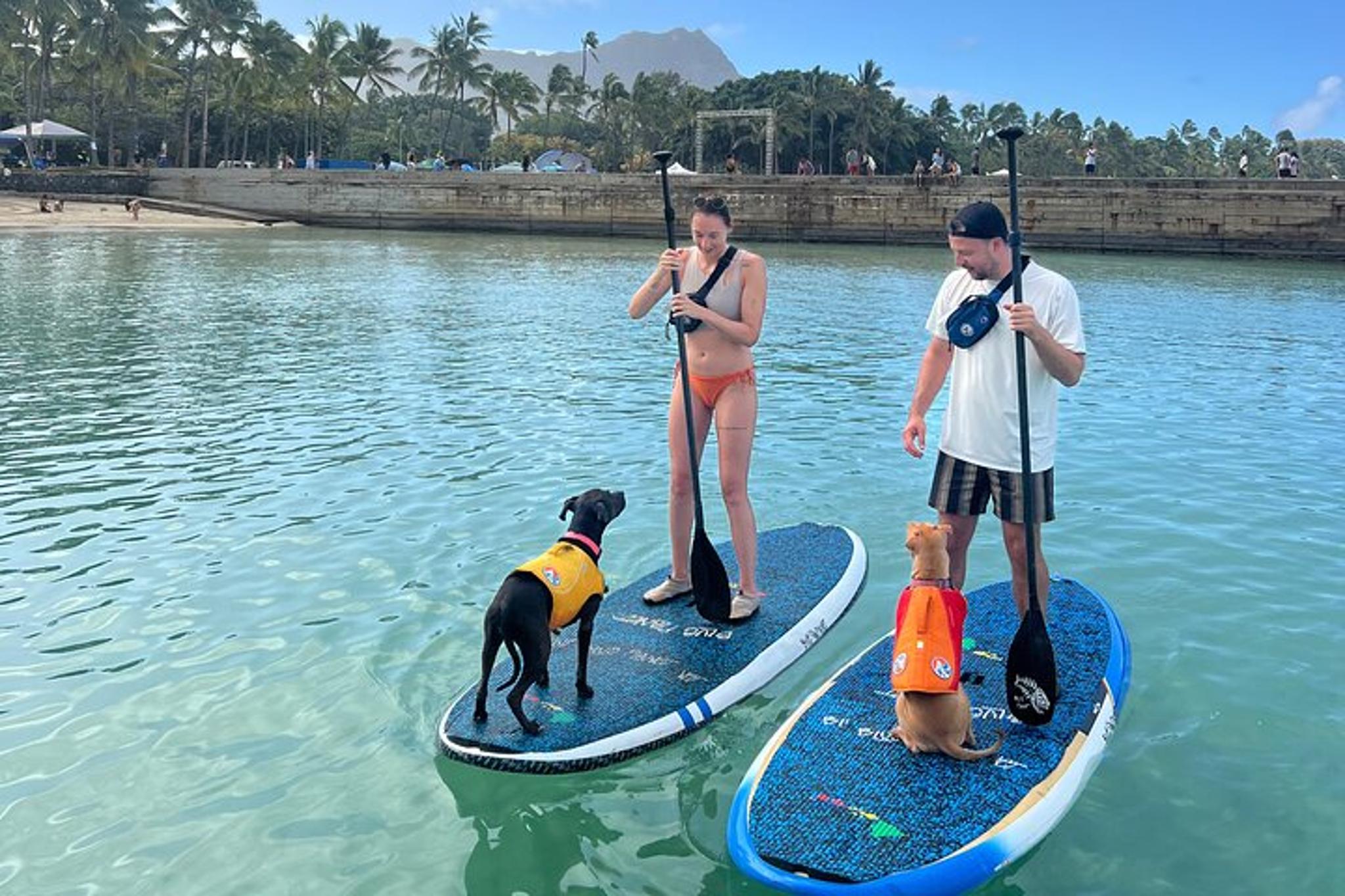 Honolulu Paddle Board with Rescue Dogs 90 min - Image 4