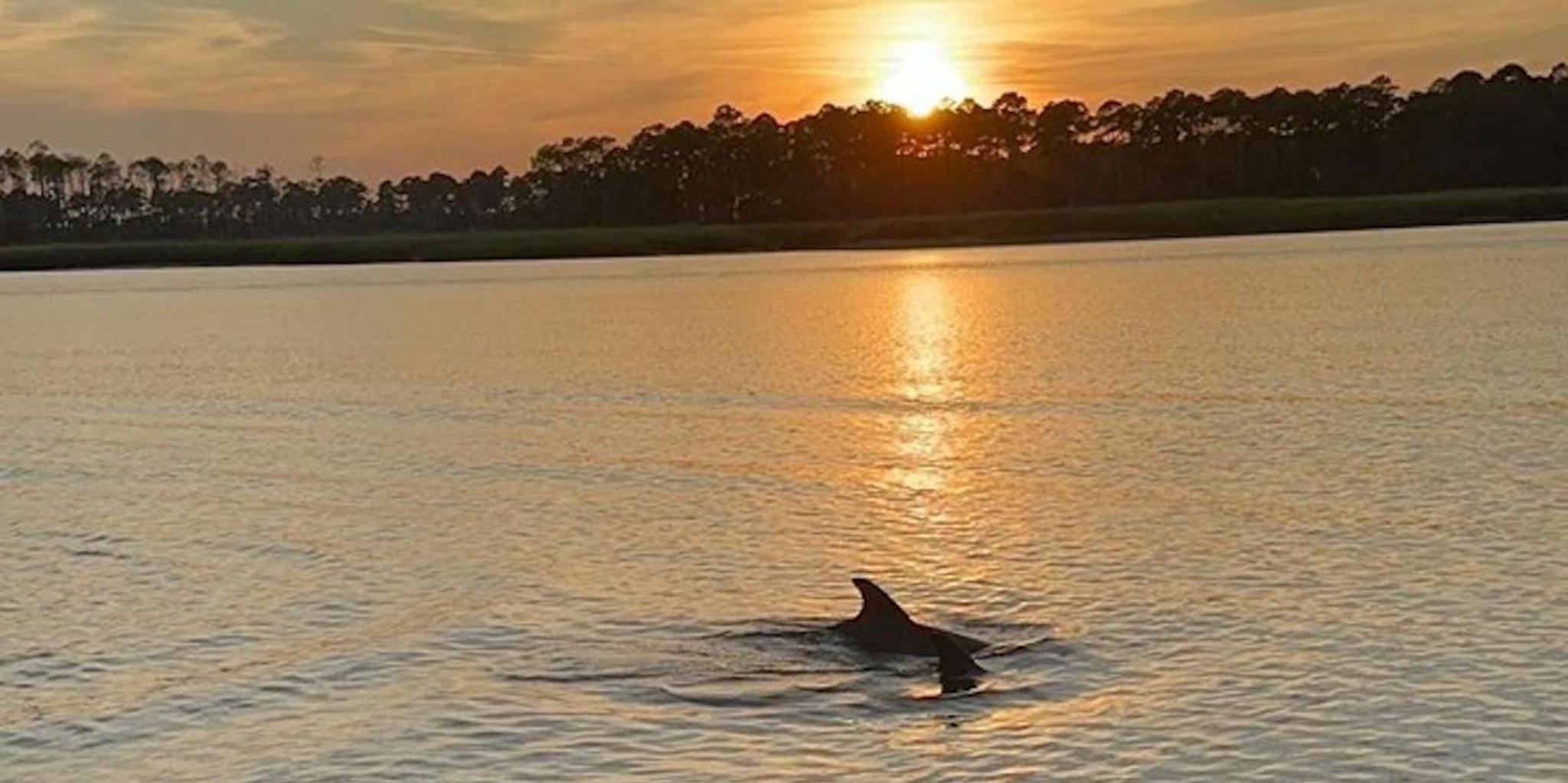 Hilton Head Dolphin Tour at Sunrise or Sunset - Image 2