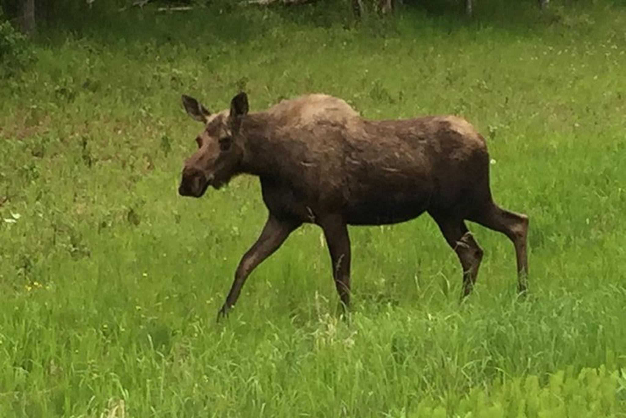 Anchorage Turnagain Arm Tour - Image 6