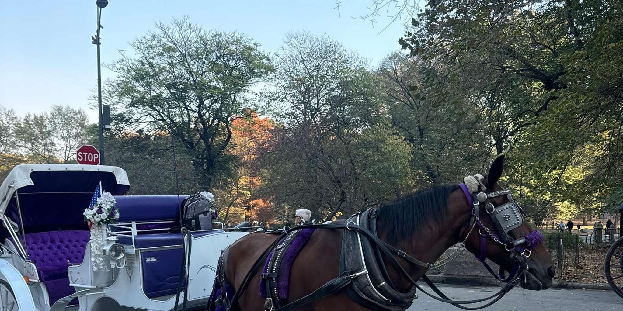 New York City Central Park Horse Carriage Tour - Image 3