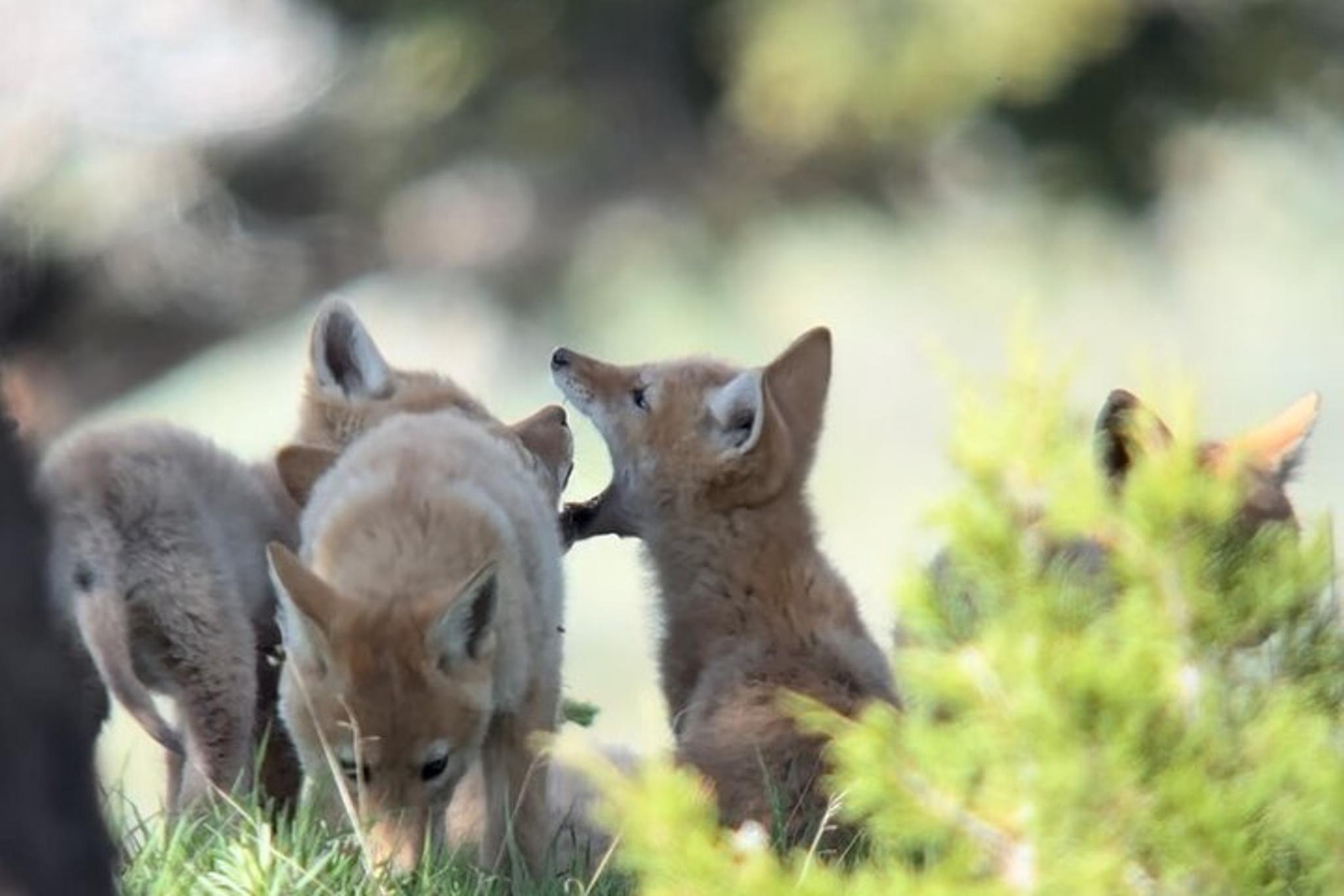 Yellowstone Wildlife Safari in Lamar Valley 8 hr - Image 2