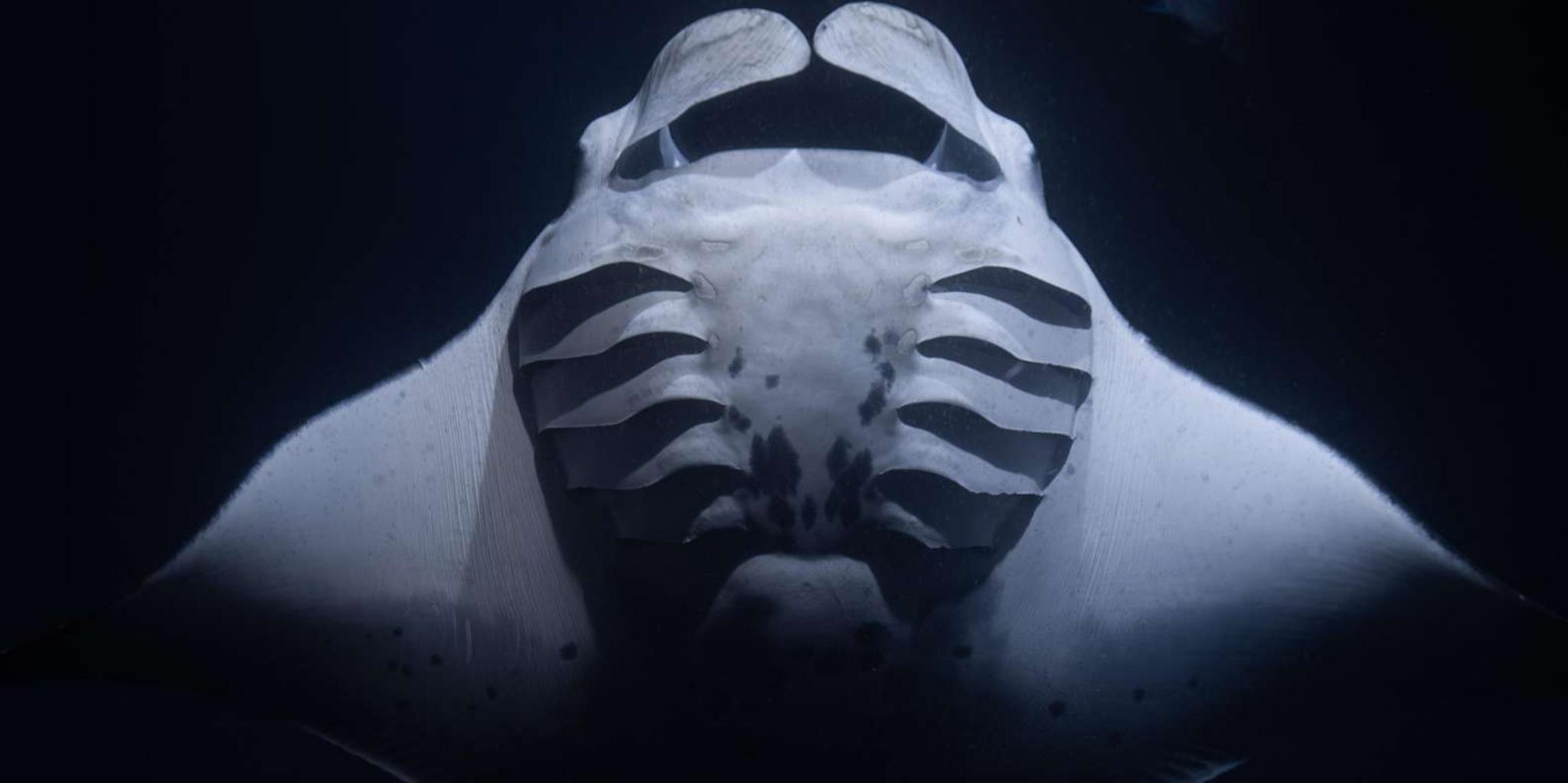 Kona Manta Ray Night Snorkel with Free Videos 2 hr