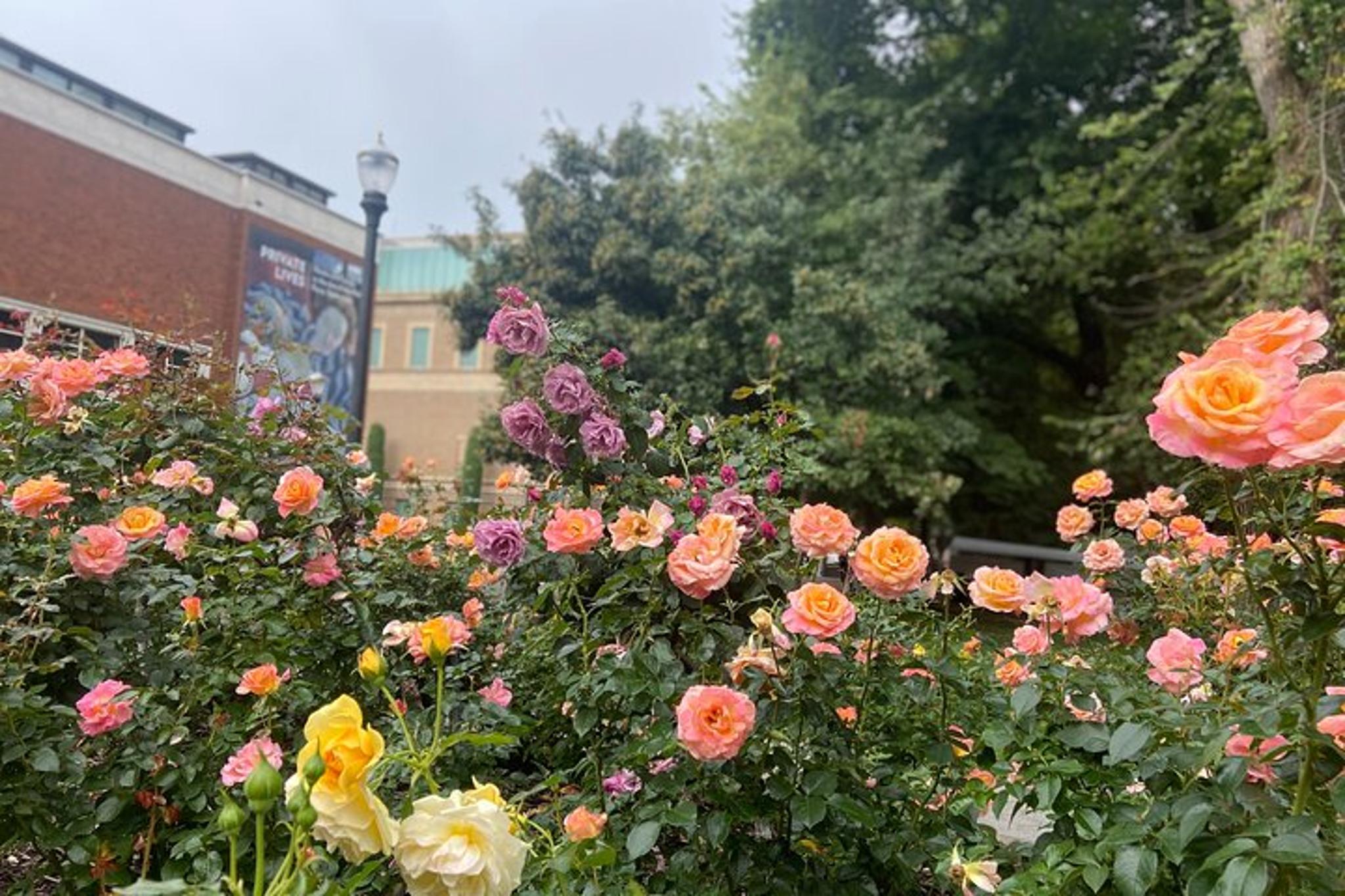 Portland Walking Tour - Image 6