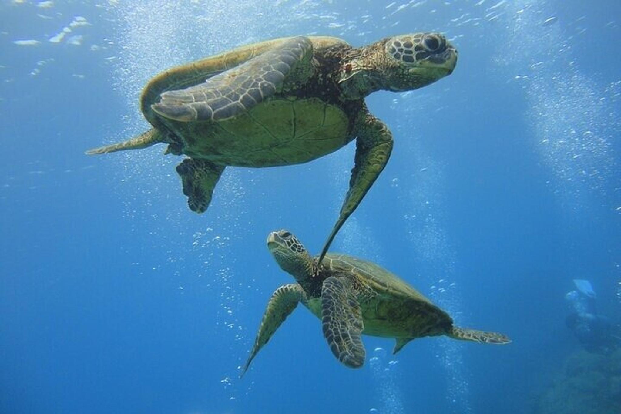 Waikiki Snorkeling Tour with Sea Turtles