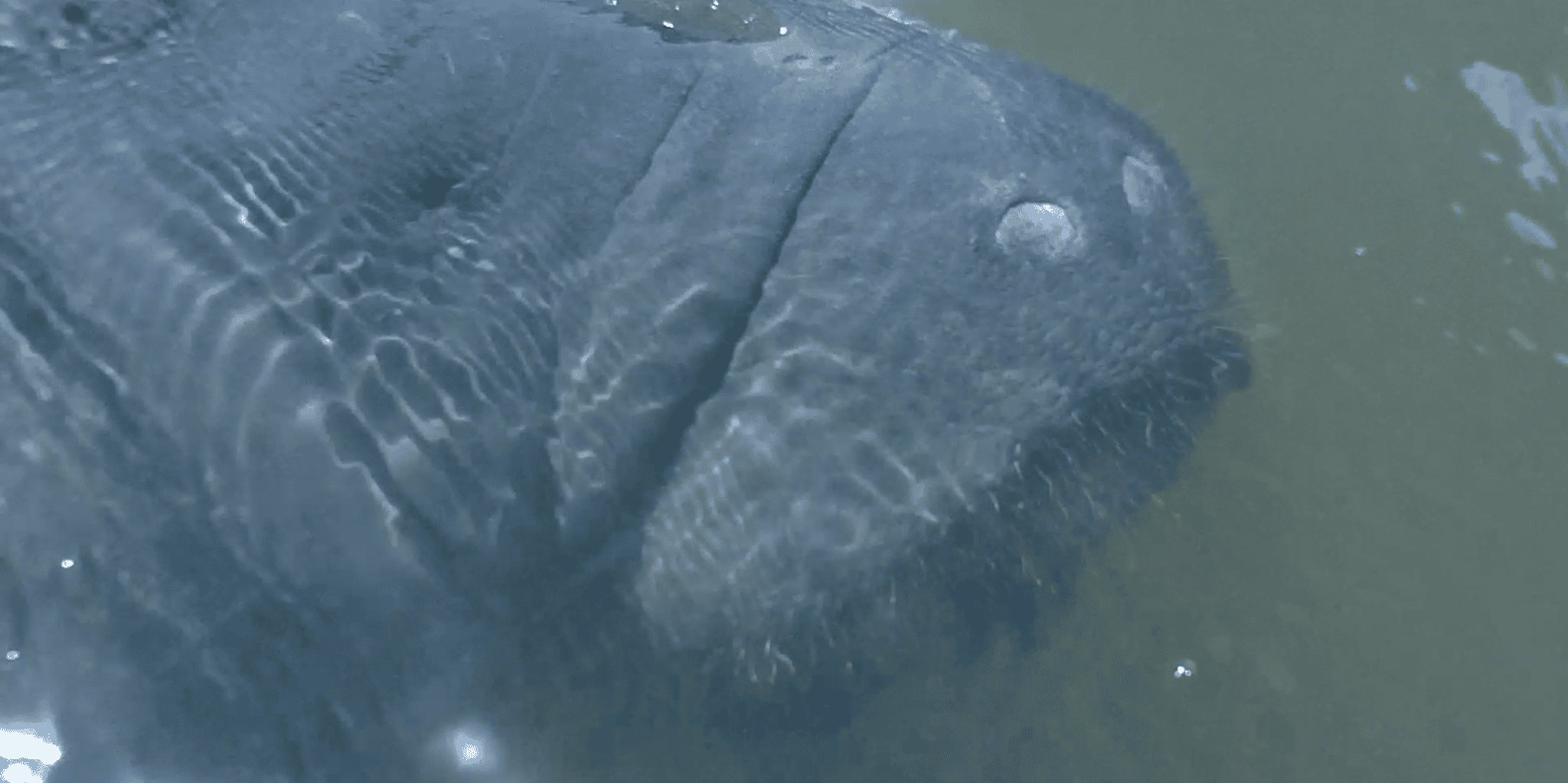 Cocoa Beach Dolphin and Manatee Kayak Tour - Image 6