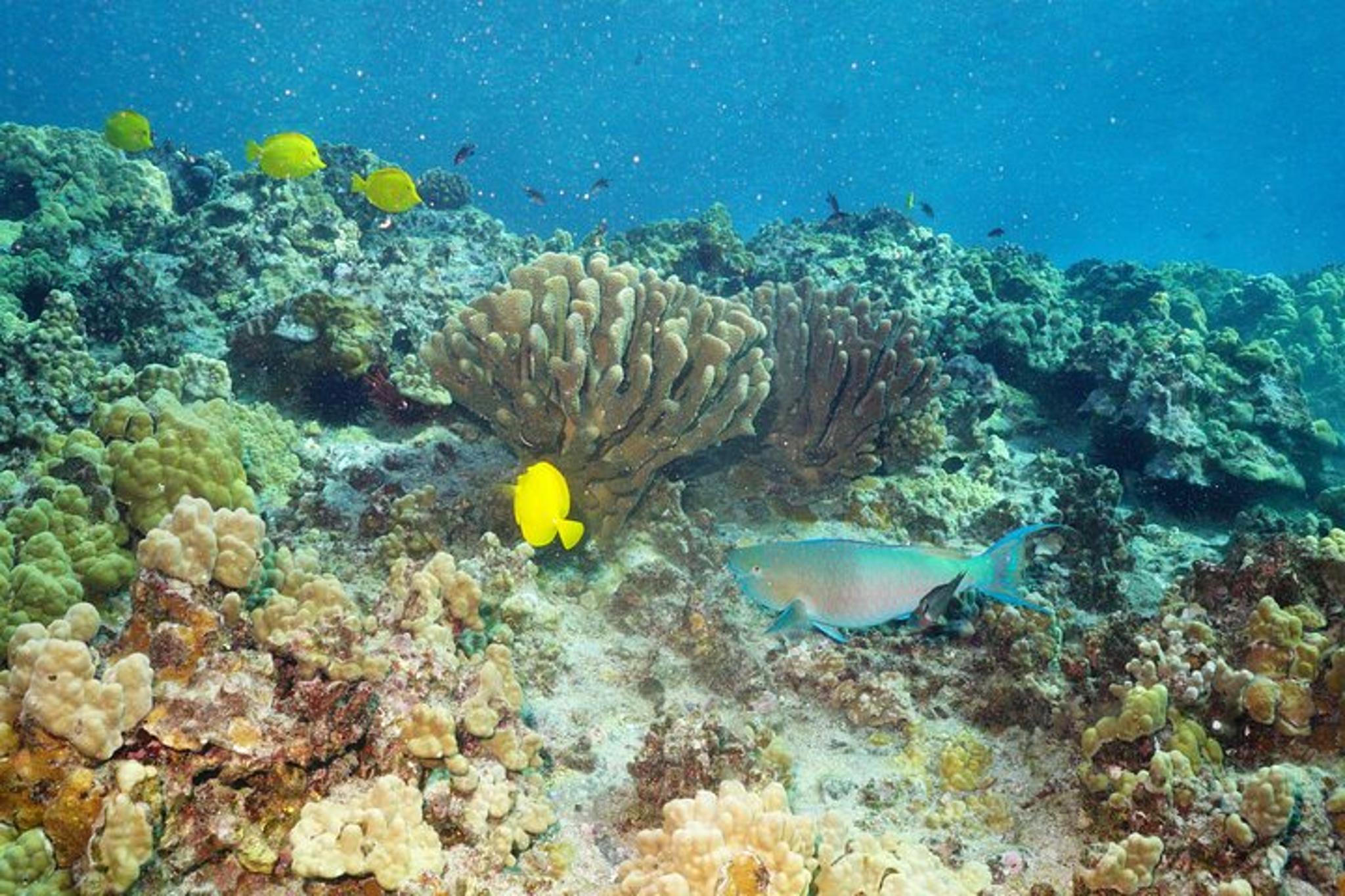 Maui Snorkel Tour: Molokini Crater and Turtle Stop - Image 6