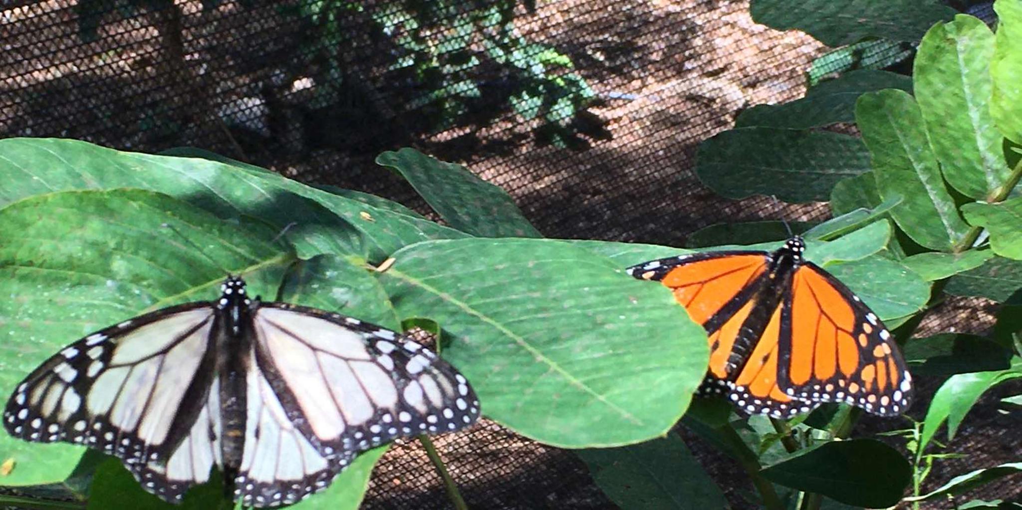 Maui Butterfly Farm Tour - Image 4