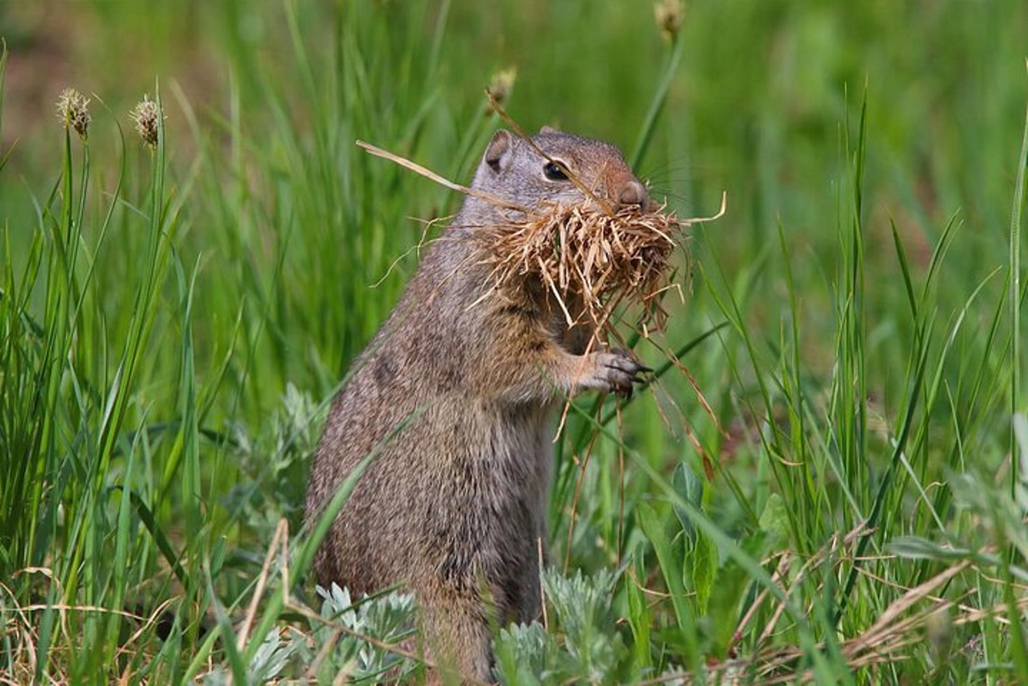 Salt Lake City Birding and Nature Expedition - Image 5