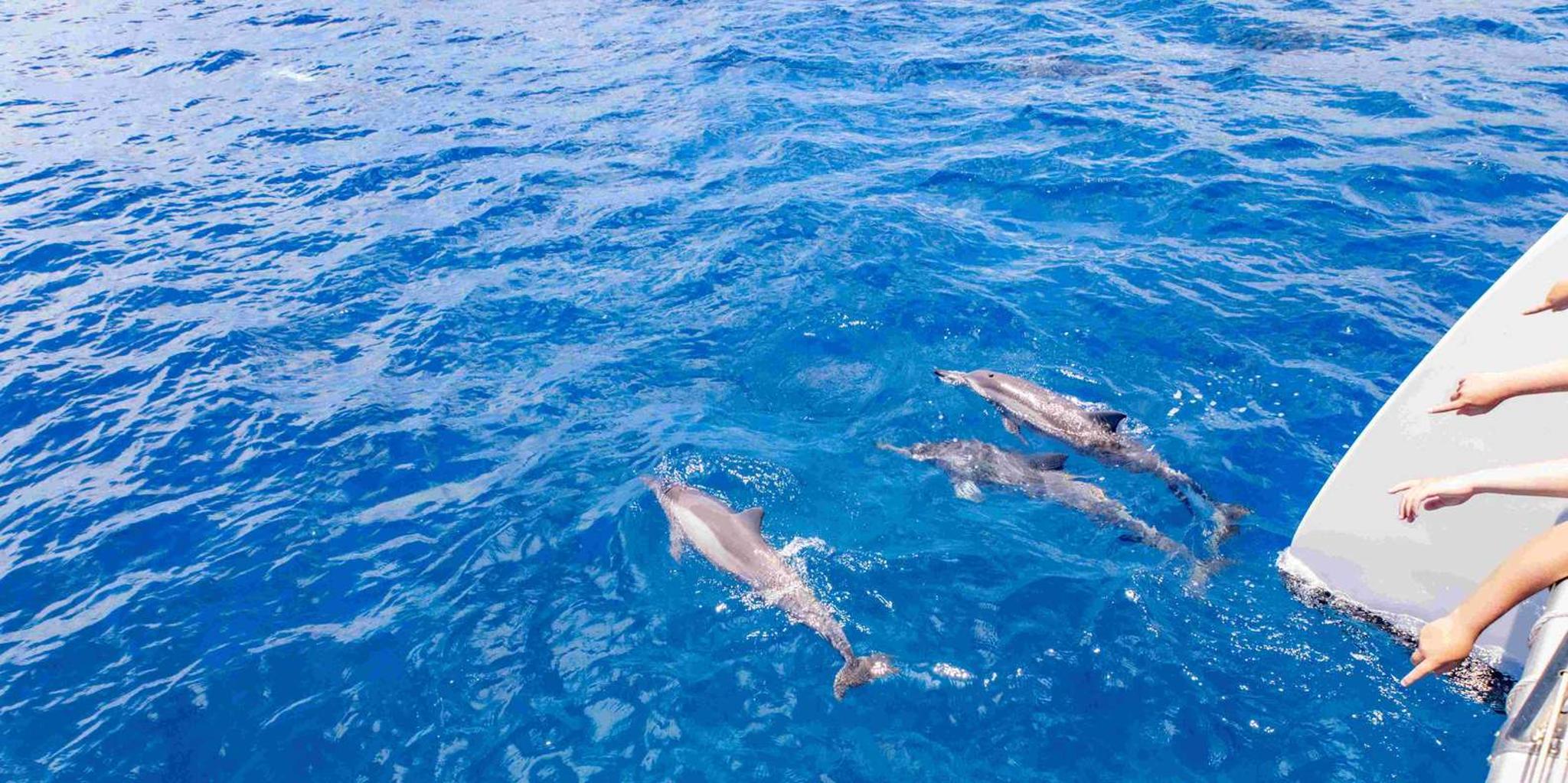 Maui Dolphin Watching Boat Trip with Lunch - Image 6