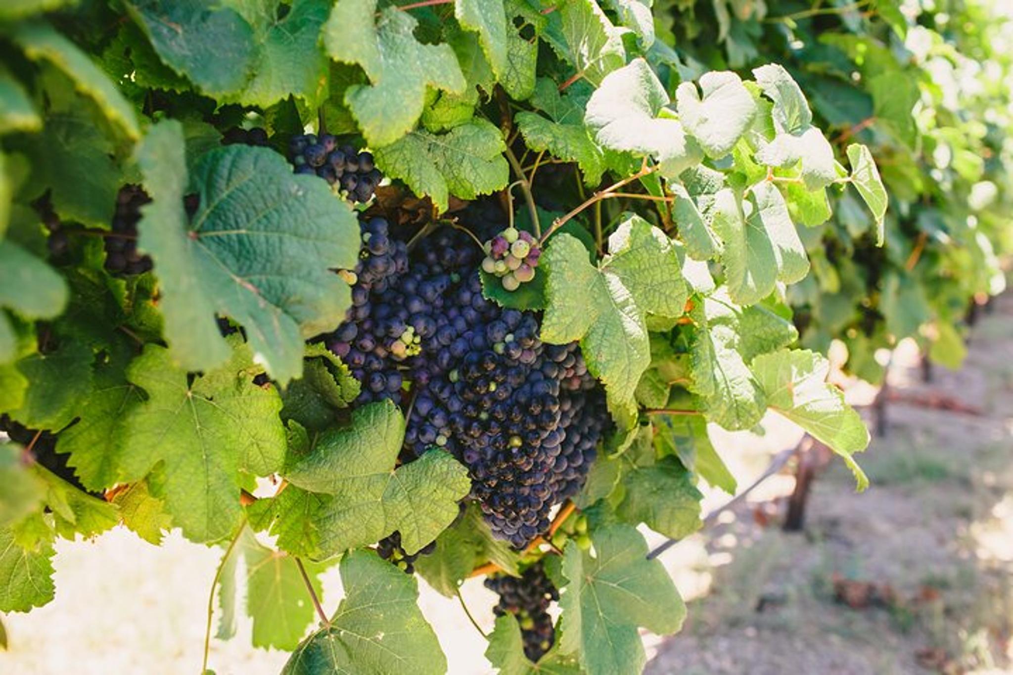 Fredericksburg Wine, Brew, and Spirits Tasting Tour