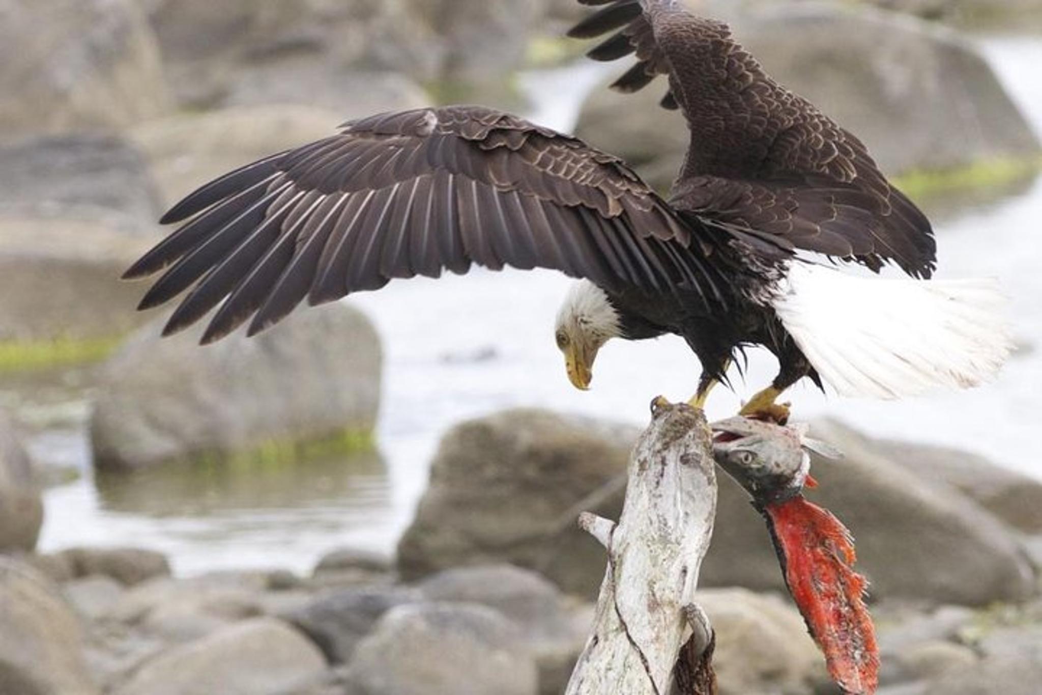 Skagway Chilkoot Lake Nature and Wildlife Tour 6.5 hr - Image 4