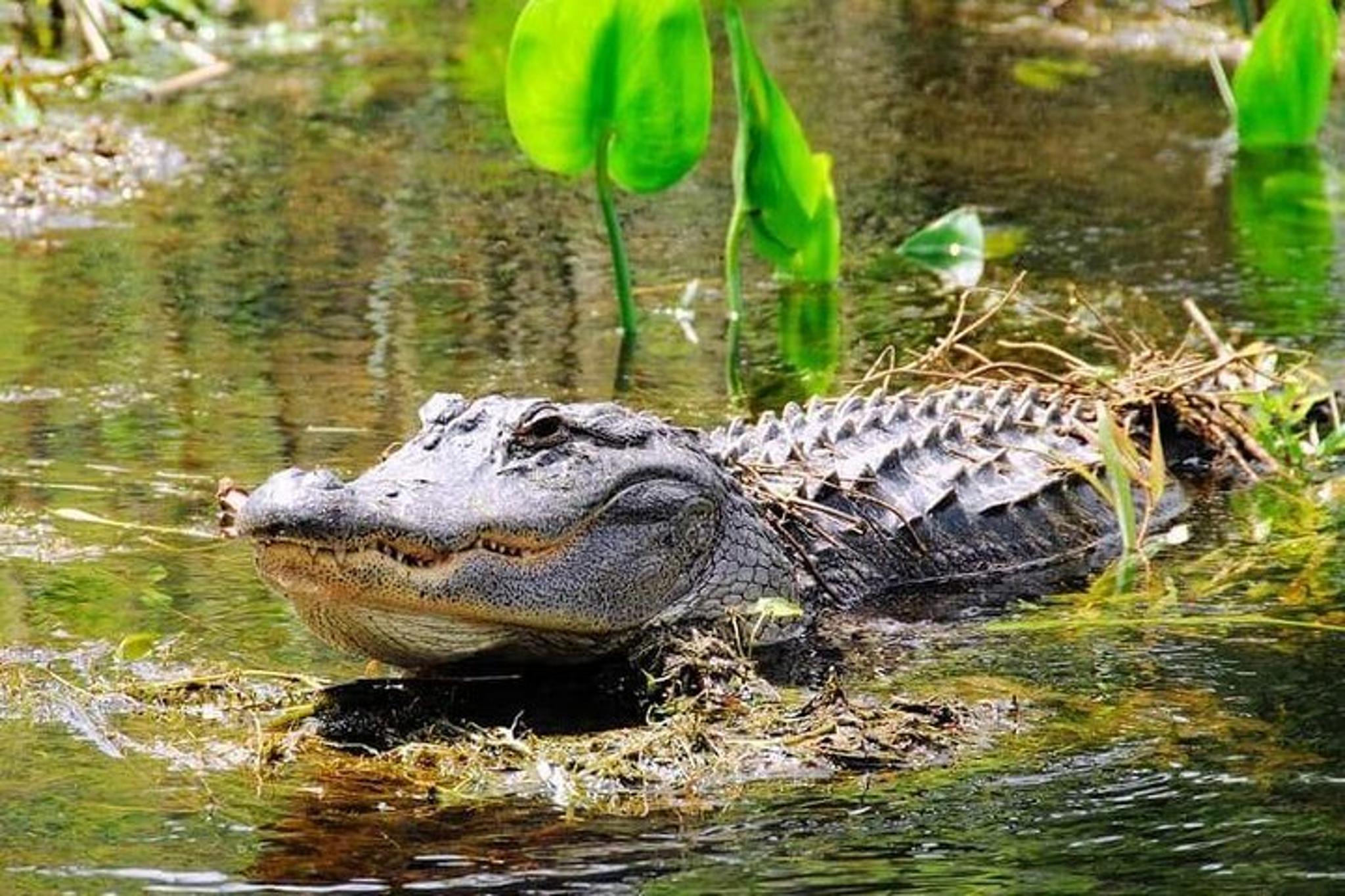 Miami Combo Tour: Everglades and Boat Experience - Image 4