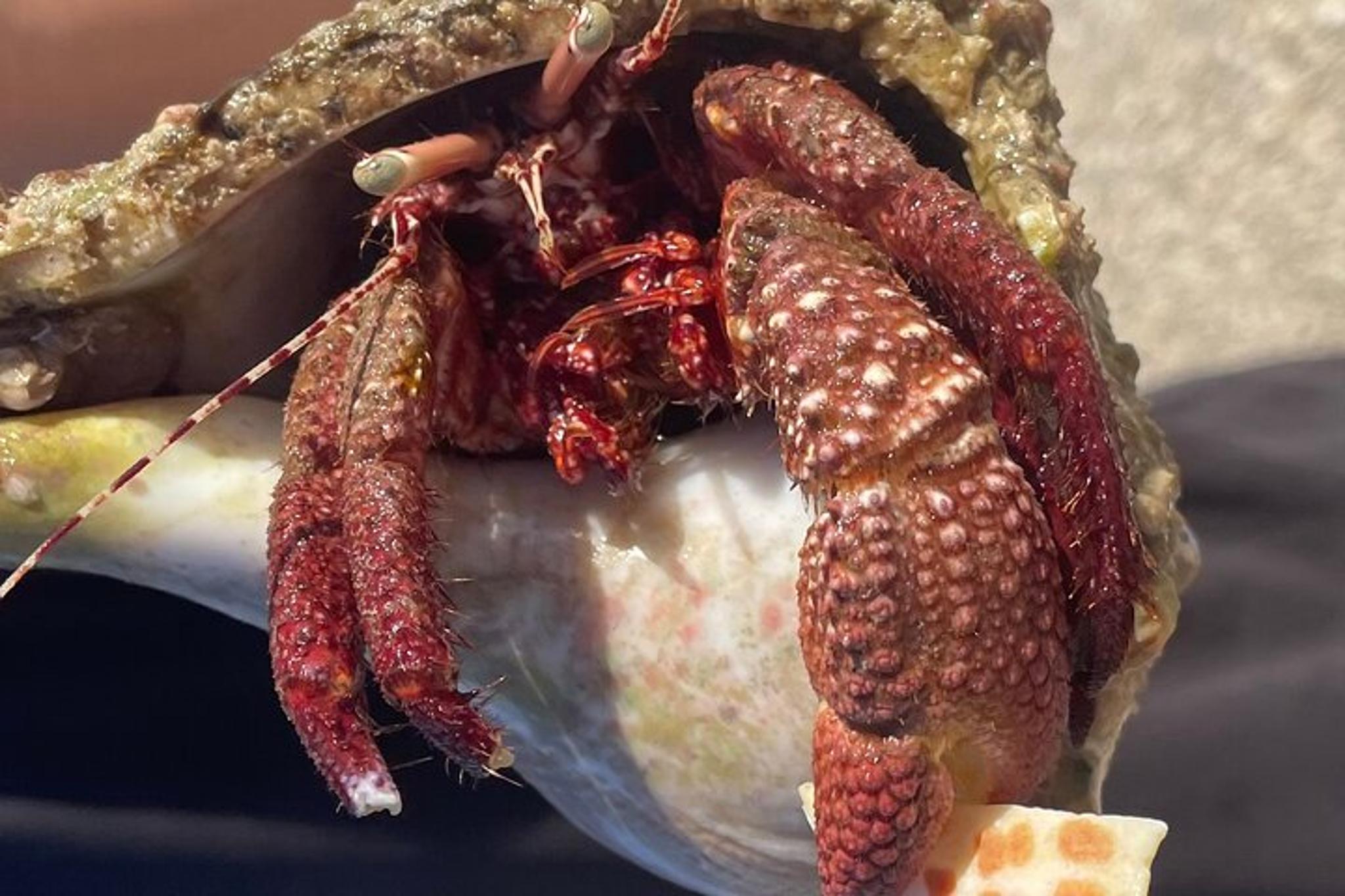 Marco Island Wildlife Sightseeing and Shelling Tour 2 hr - Image 6