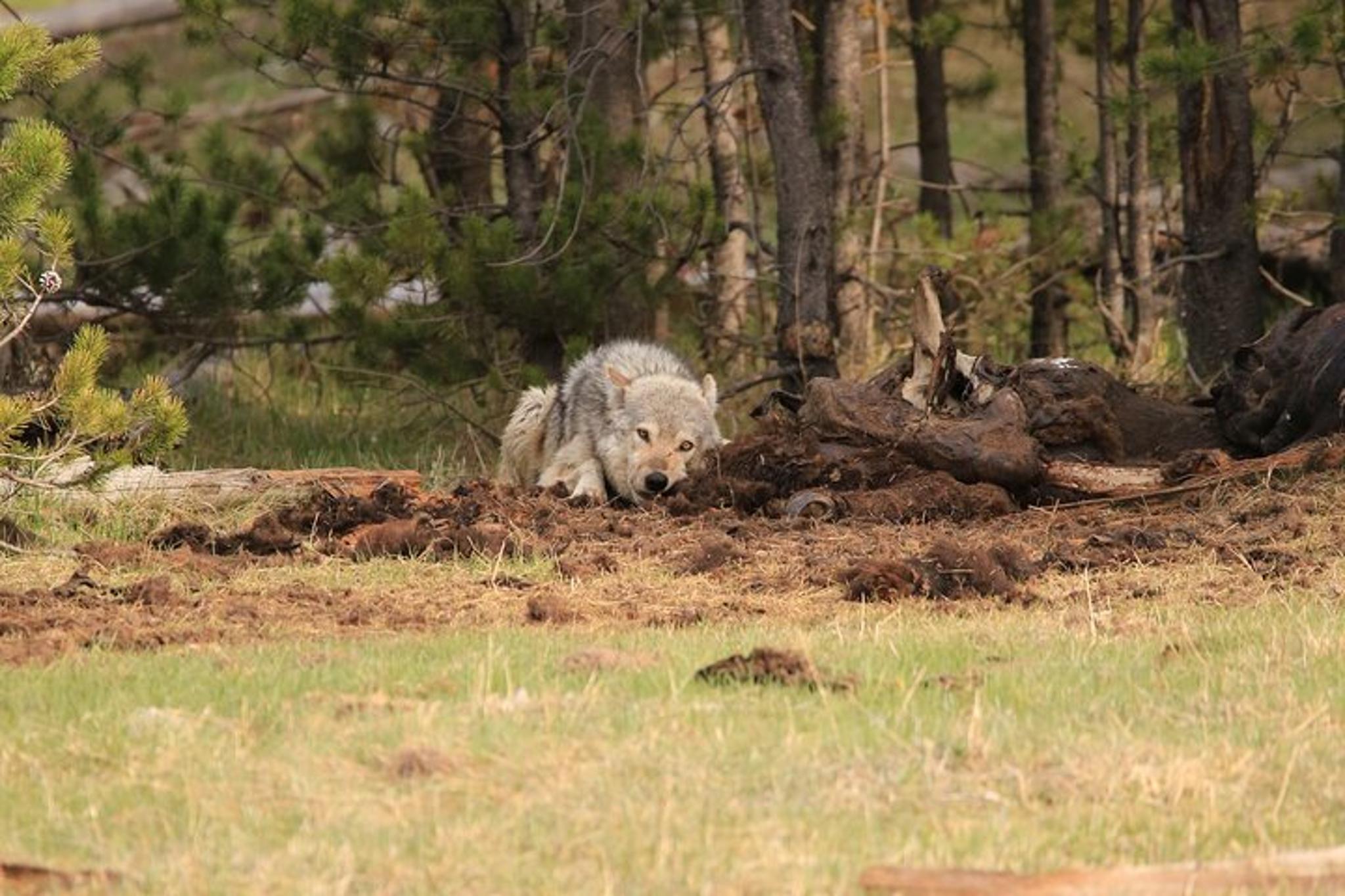 Yellowstone Wildlife and Iconic Sites Tour - Image 5