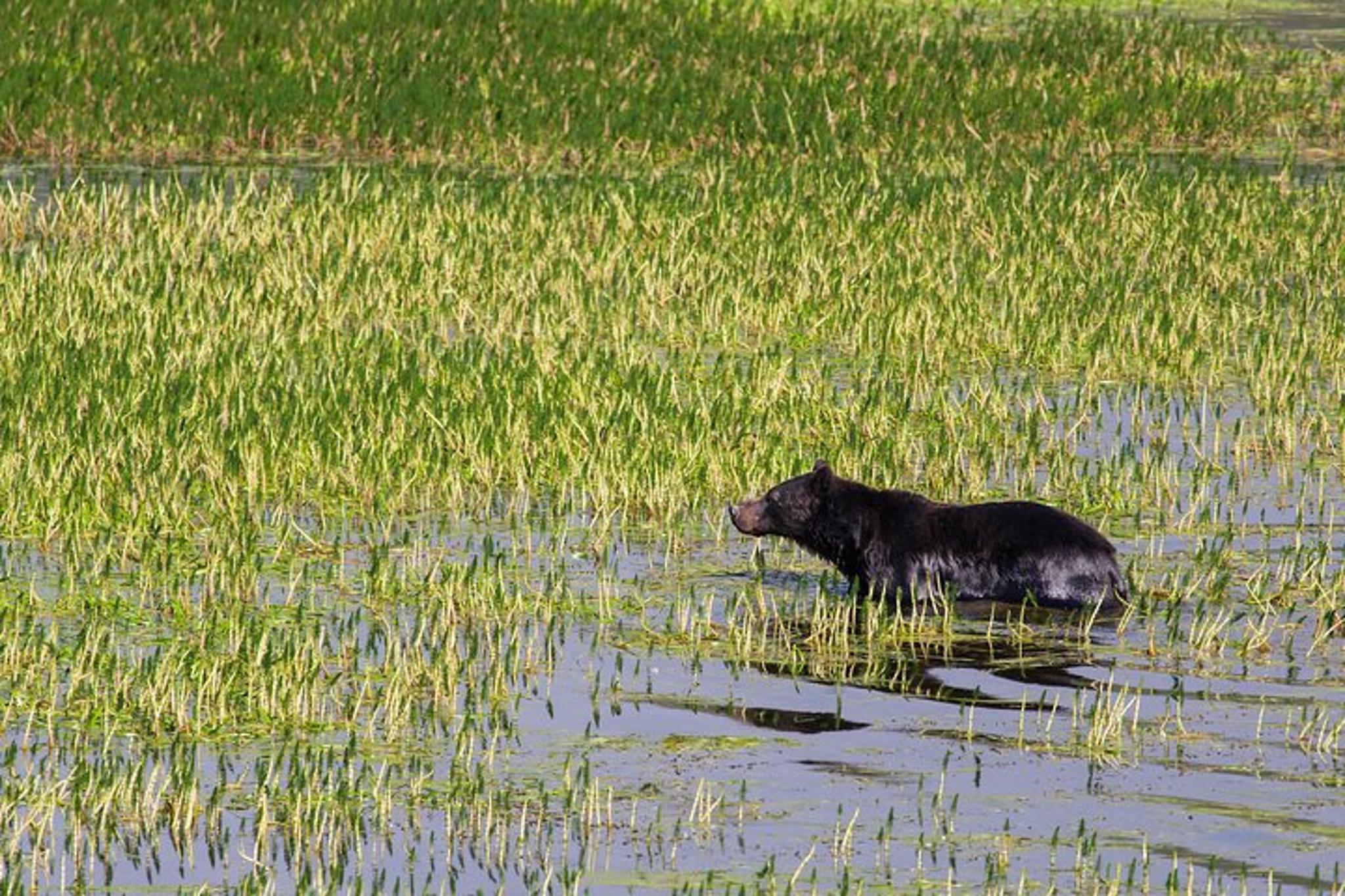 Cody Yellowstone National Park Full Day Tour - Image 2