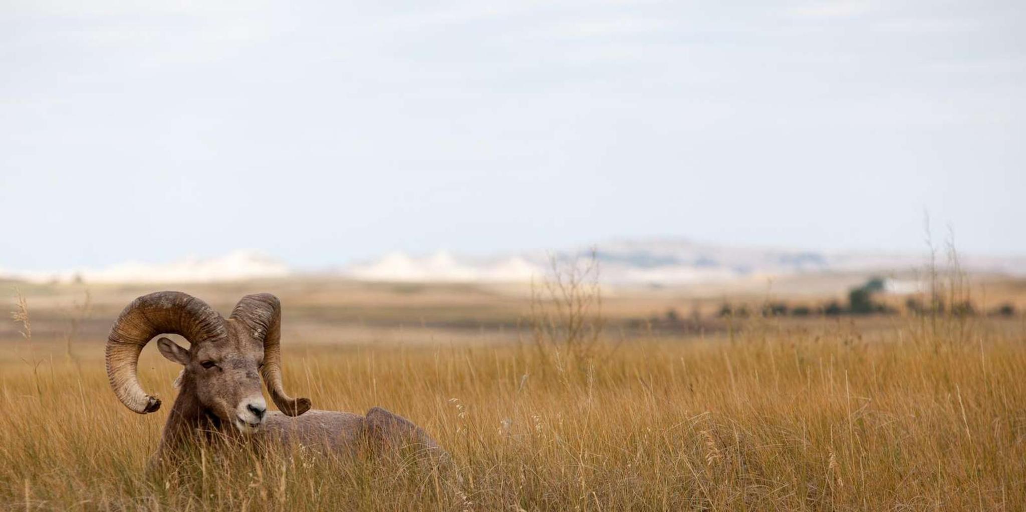 Rapid City Badlands National Park Day Tour