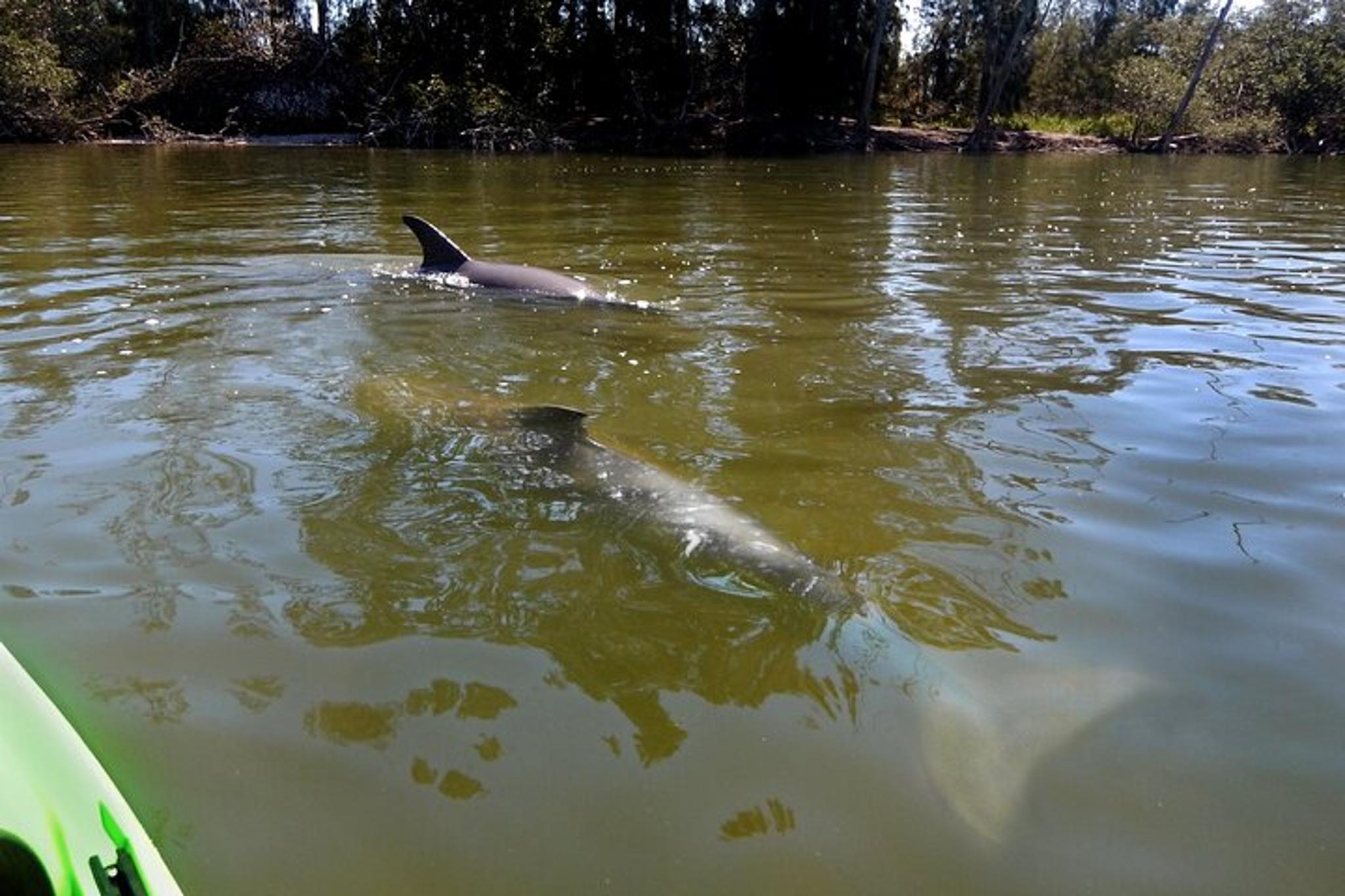 Merritt Island Manatee and Dolphin Kayak Tour 2 hr - Image 3