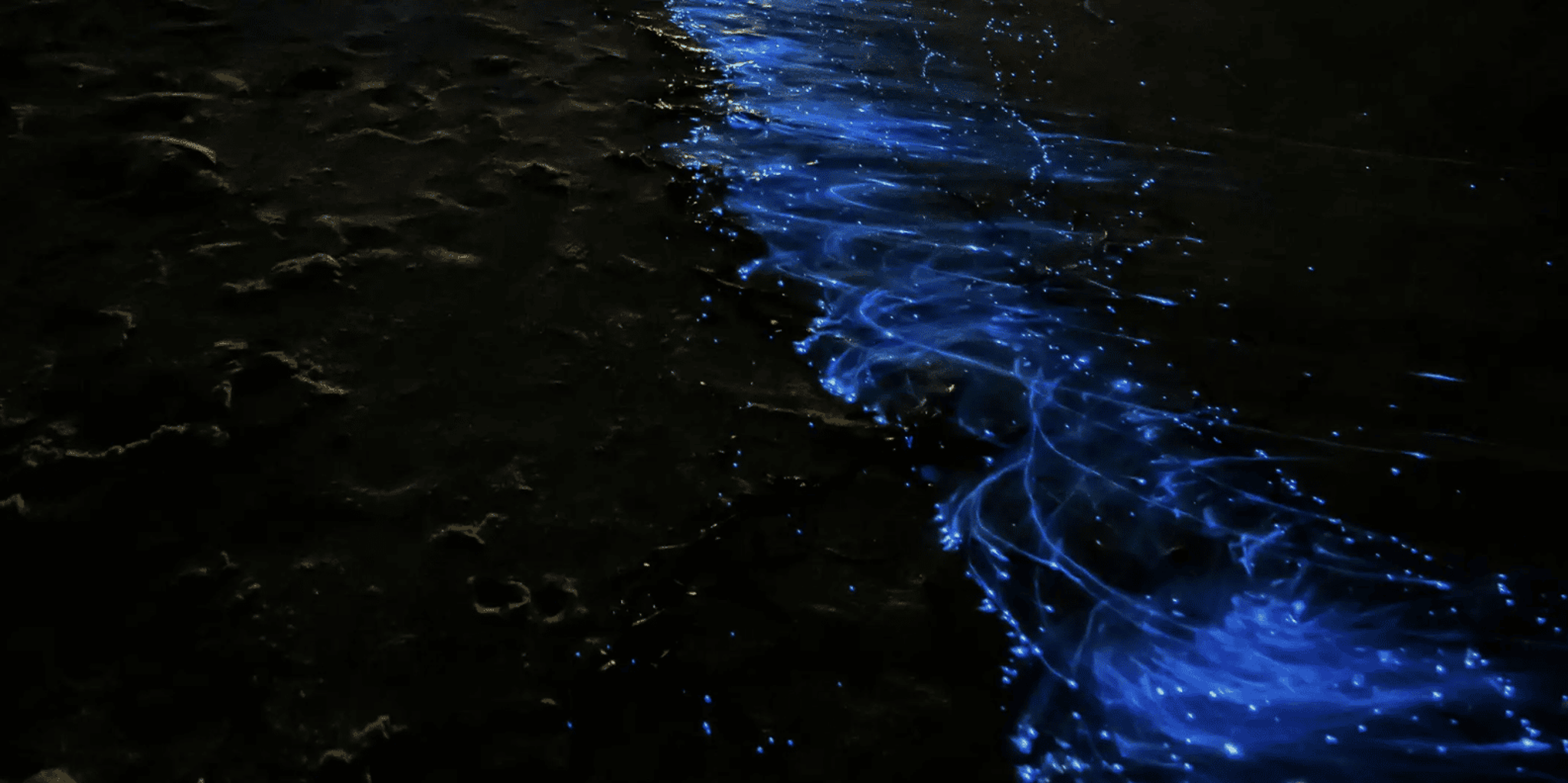 Cocoa Beach Bioluminescent Pontoon Cruise