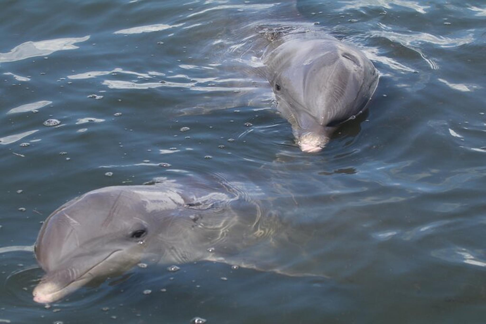 St. Pete Beach Dolphin Tour