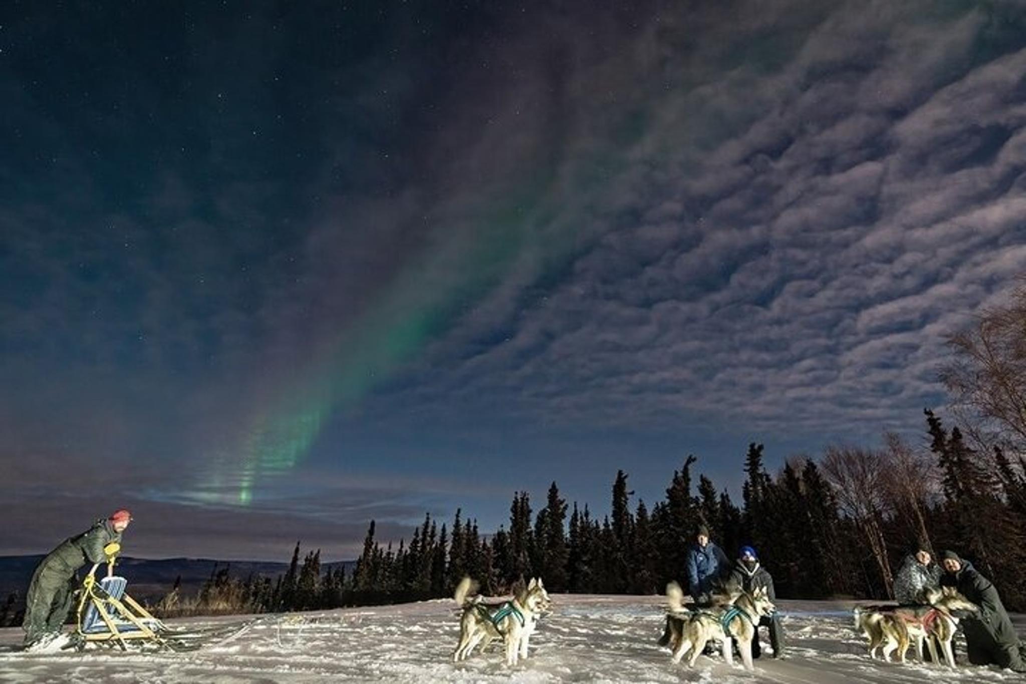 Fairbanks Dog Sledding and Northern Lights Combo