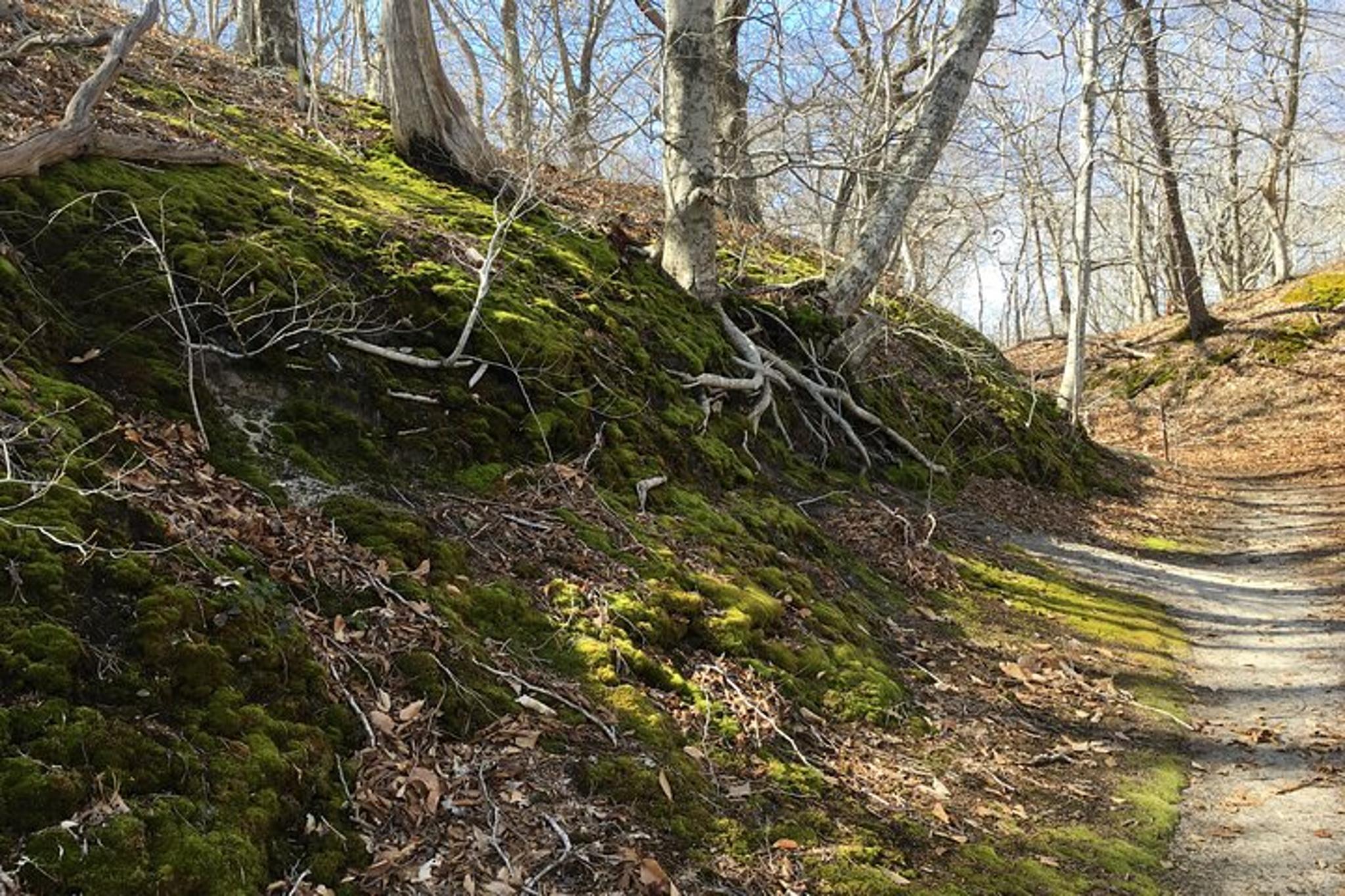 Cape Cod National Seashore Guided Hike - Image 3