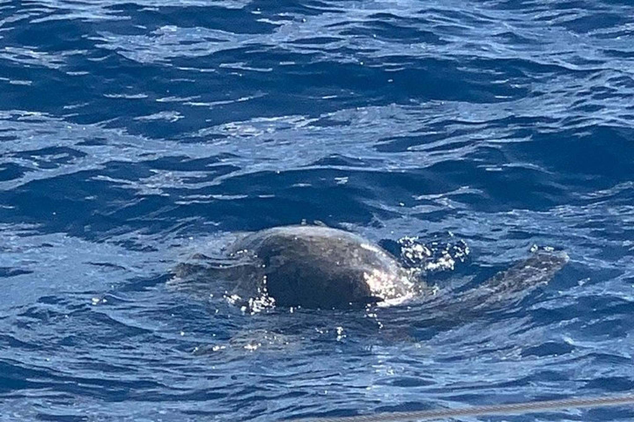 Oahu Snorkel Tour with Yacht Cruise - Image 6