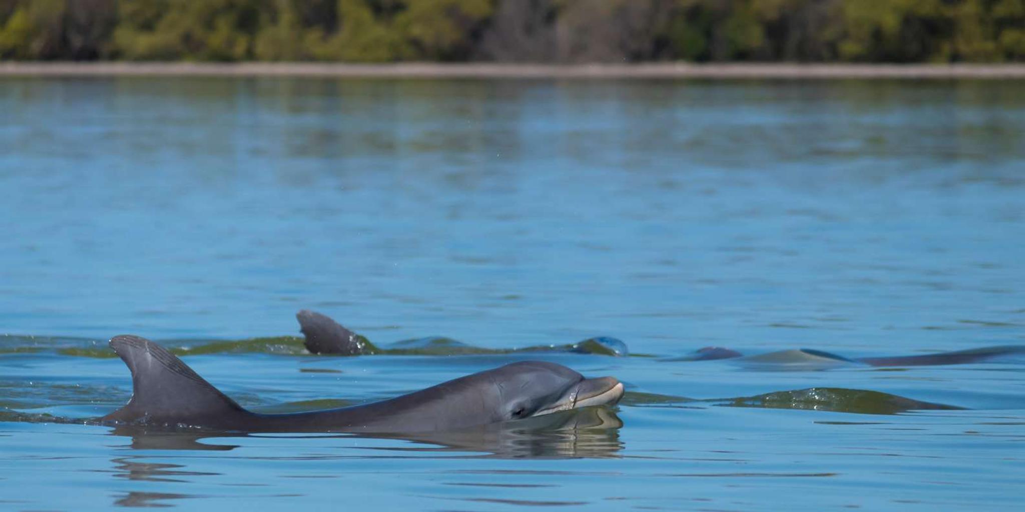 Savannah Dolphin Spotting Eco Tour - Image 4