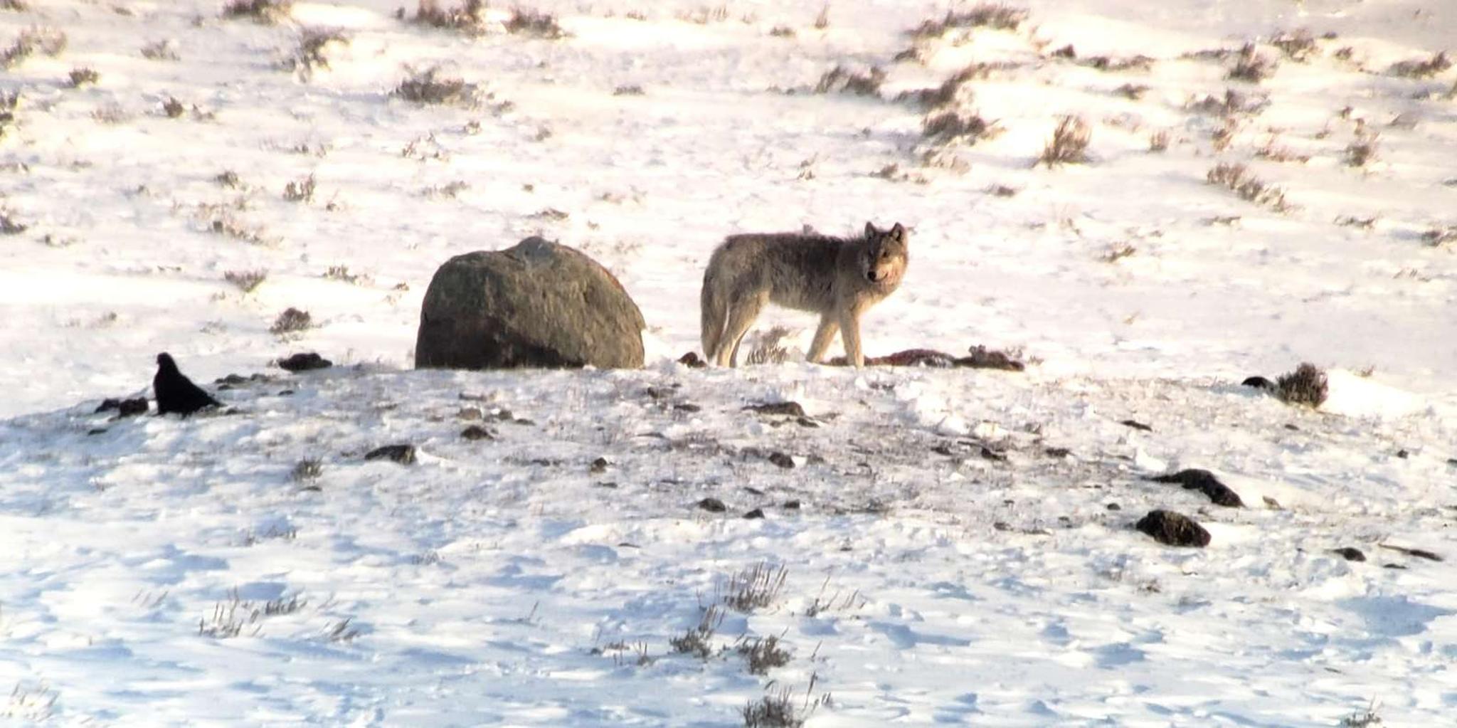 Yellowstone Wolf and Wildlife Watching Day Tour - Image 3