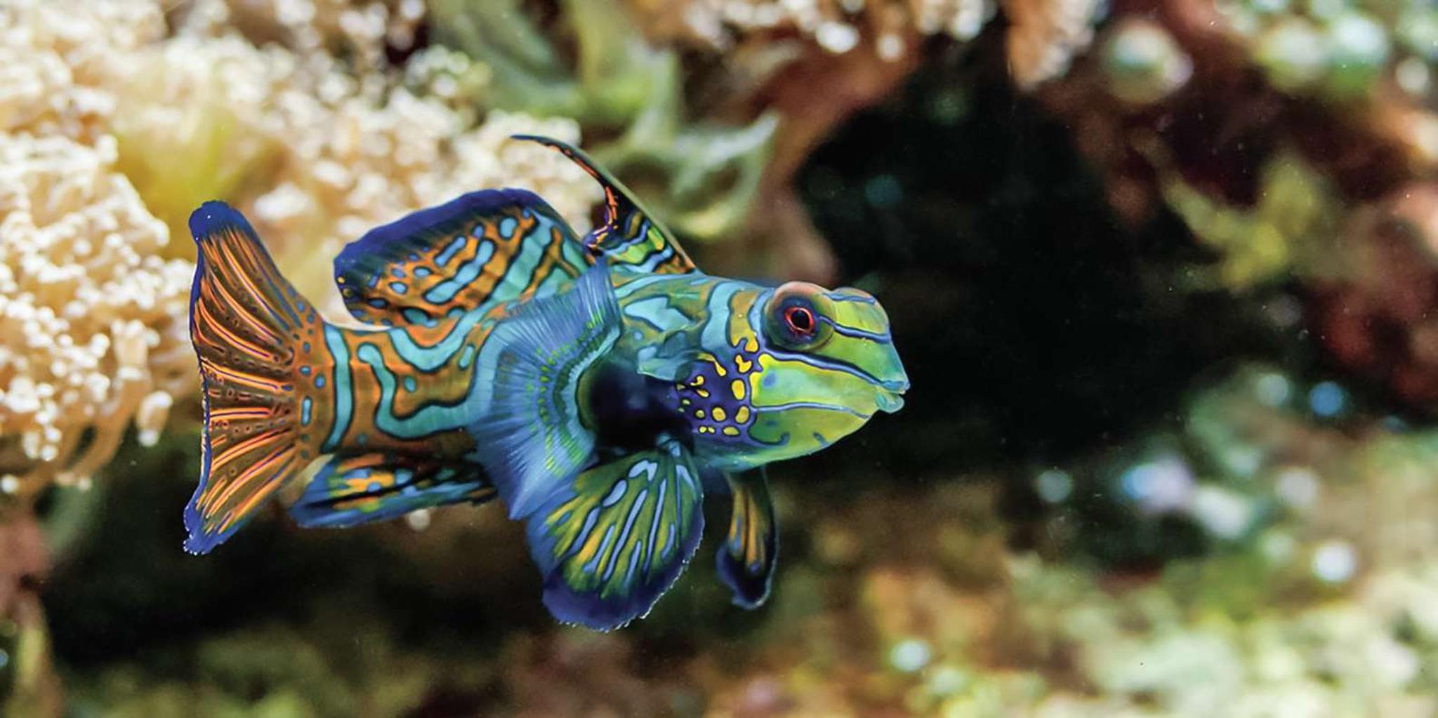 Boston New England Aquarium Tour 1 hr - Image 2