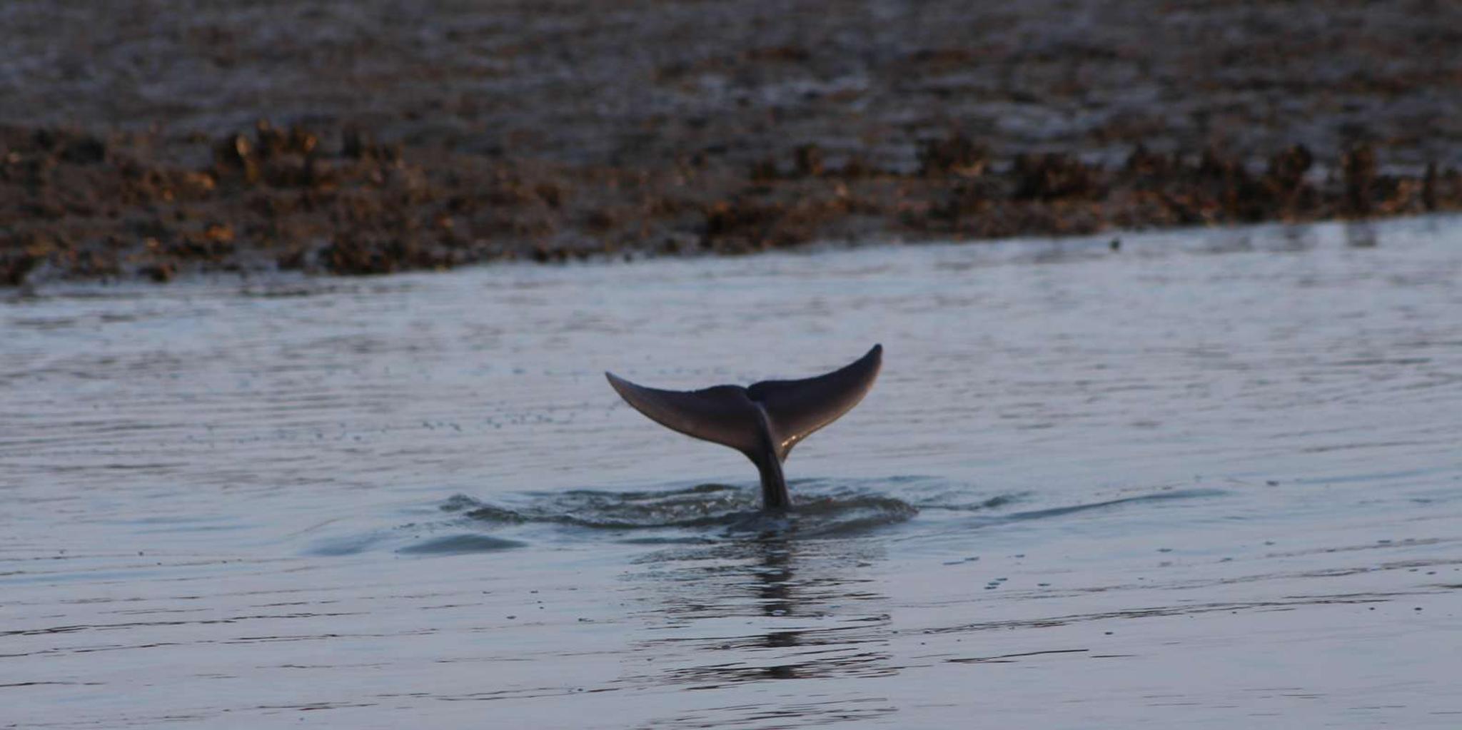 Charleston Dolphin Viewing Boat Tour - Image 2