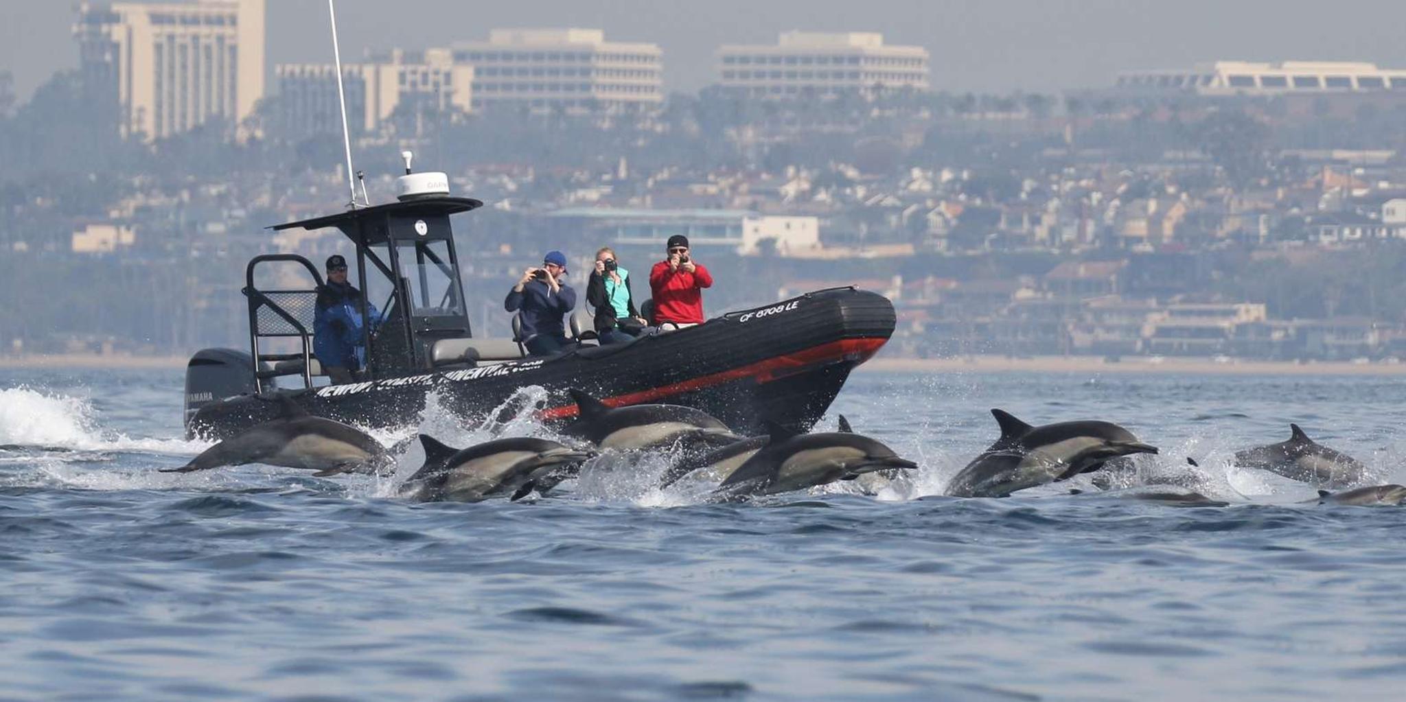 Newport Beach Whale Watching Adventure