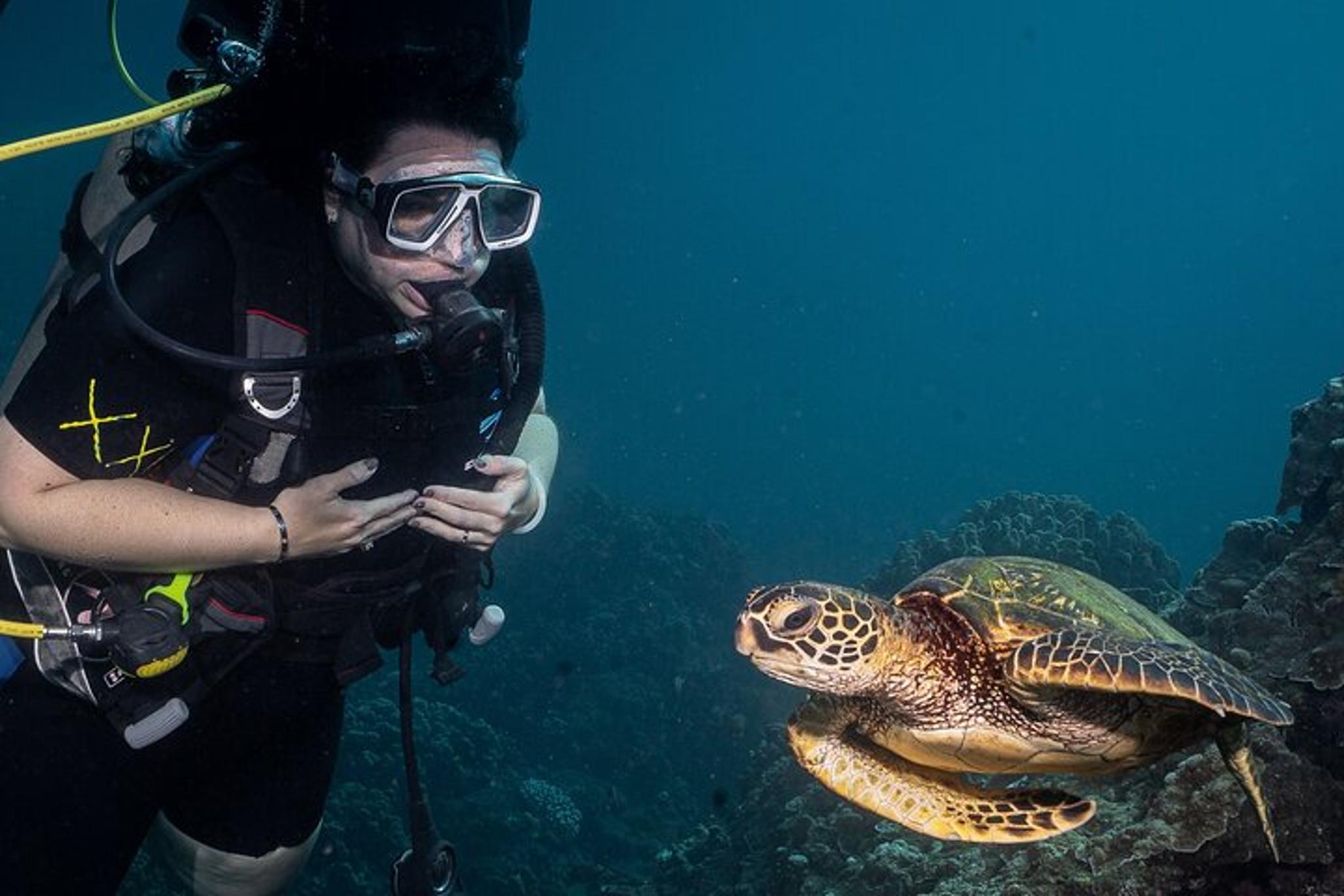 Lahaina Shark and Turtle Dive for Certified Divers
